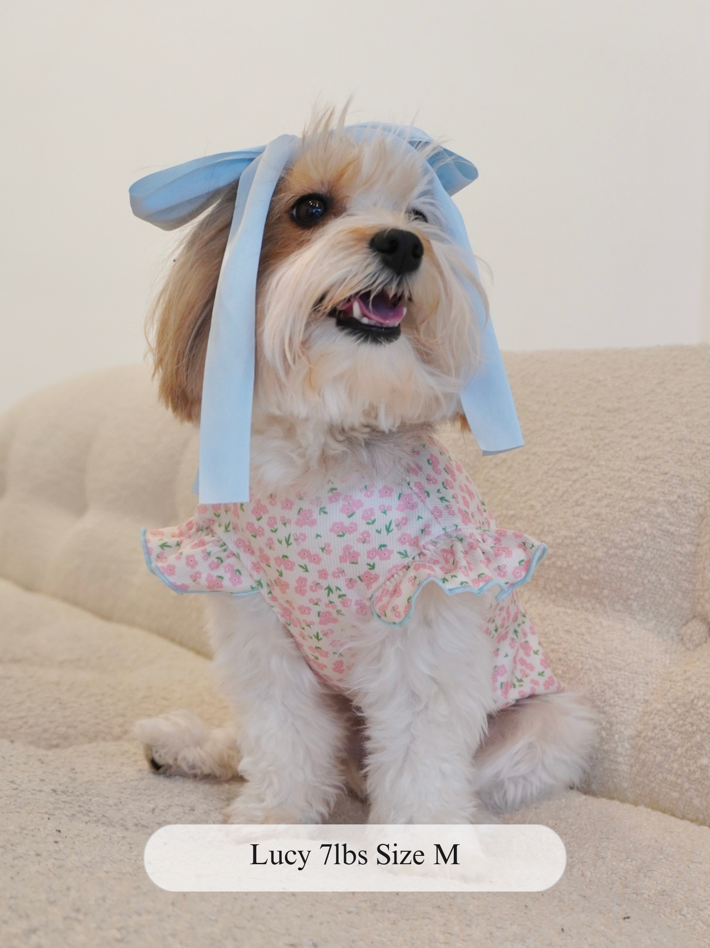 Small dog wearing a pink floral ruffle top sitting on a beige couch, modeling the Petal Kiss Top in size M