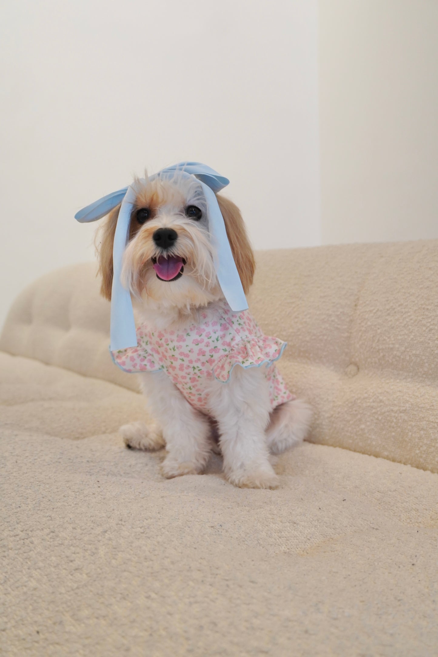 Small dog wearing a pink floral ruffle dog shirt, sitting on a beige couch and smiling in the Petal Kiss Top