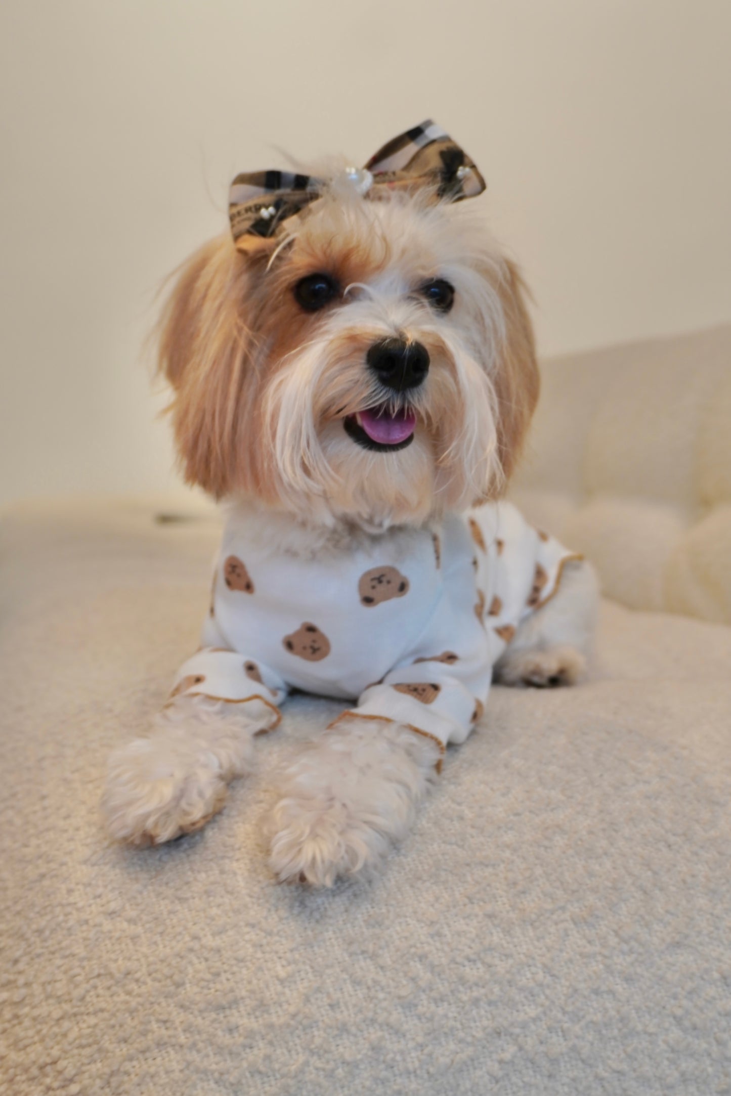 Small fluffy dog in a white bear print dog shirt from The Pawster, smiling and relaxed
