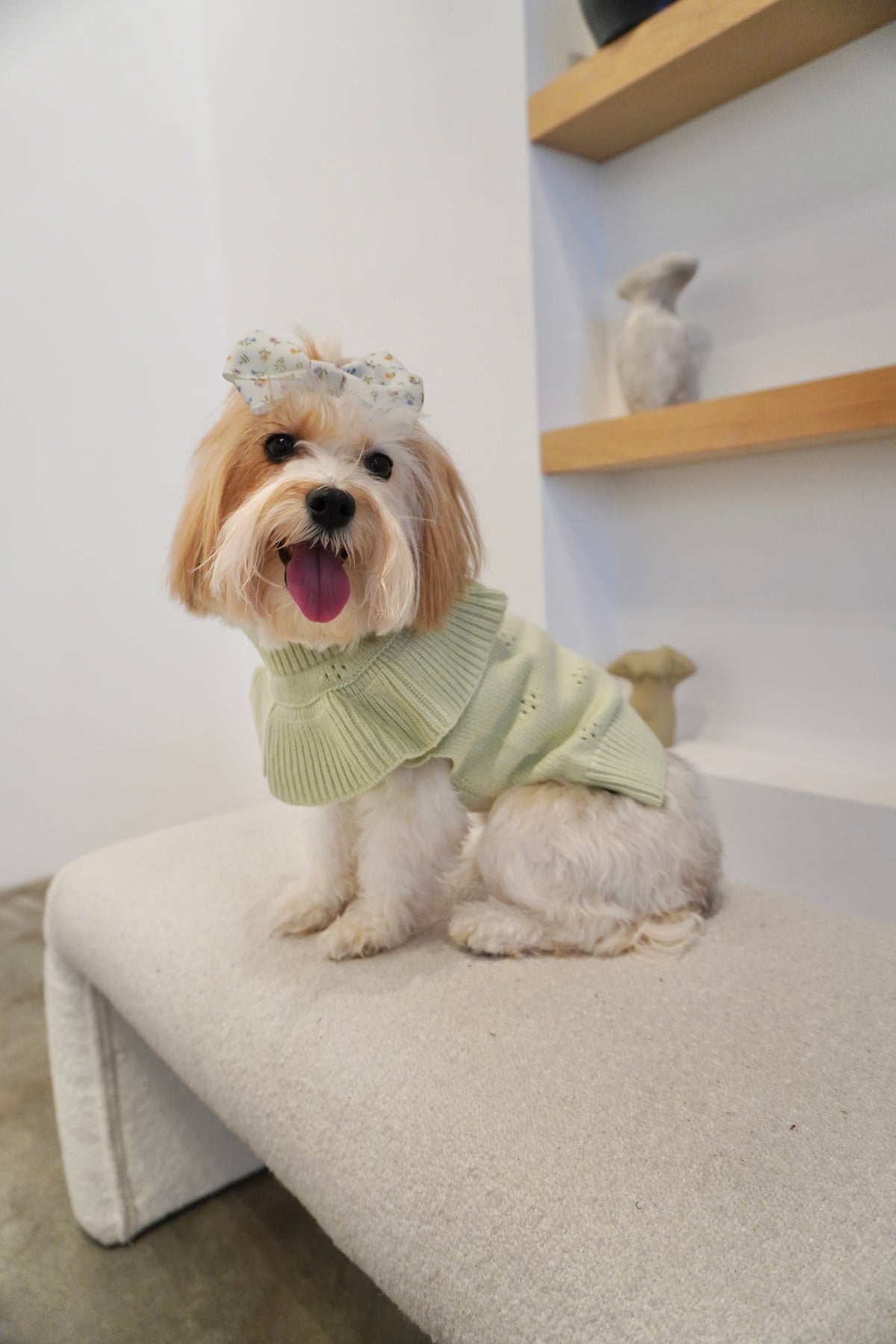 Small dog wearing a sage green lux knit dog sweater with ruffle neckline and subtle eyelet pattern, sitting on a cream bench with floral bow.