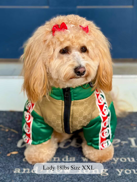 a dog wearing our Grrrci bomber jacket