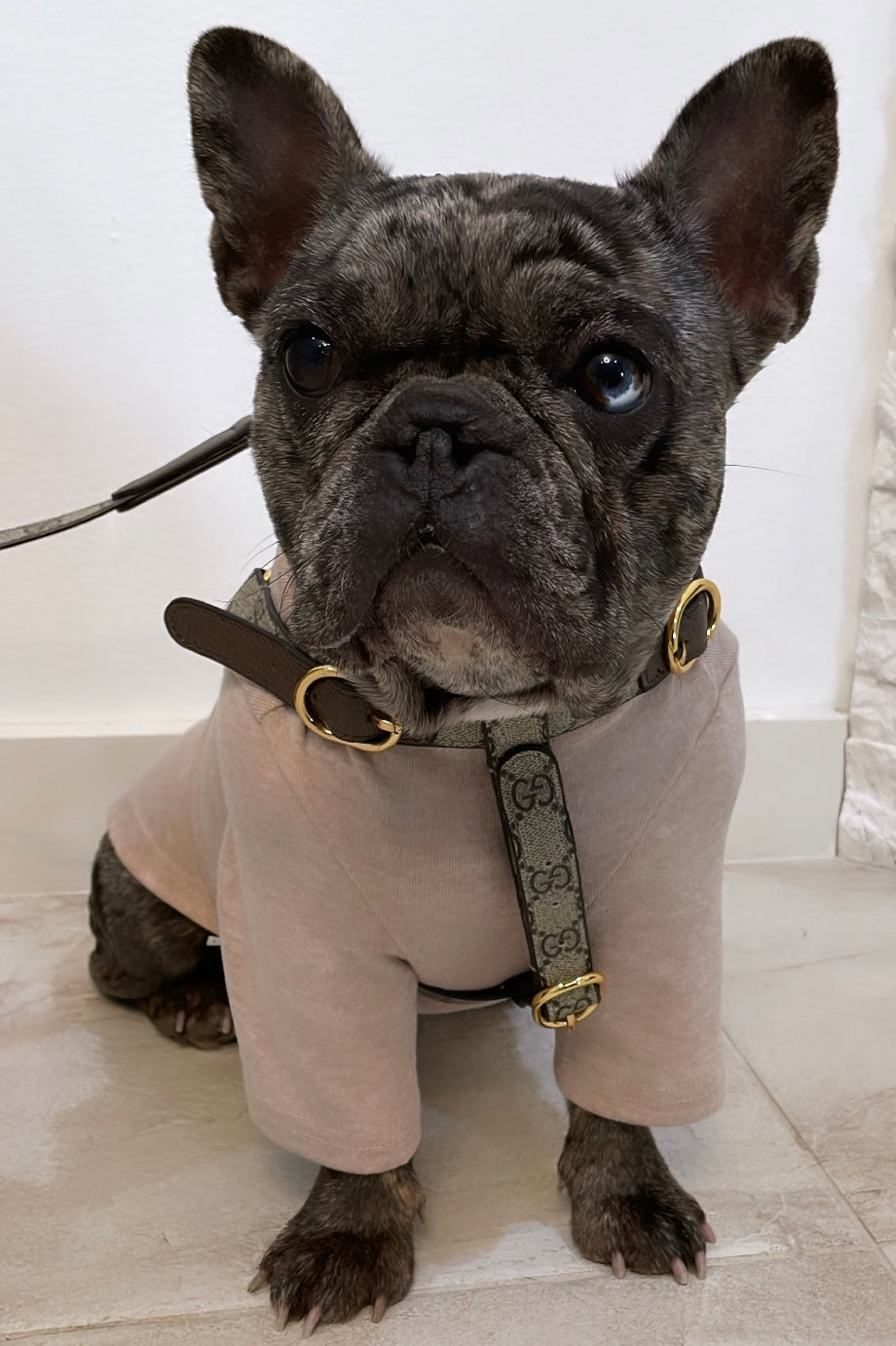 Basic Turtle Neck