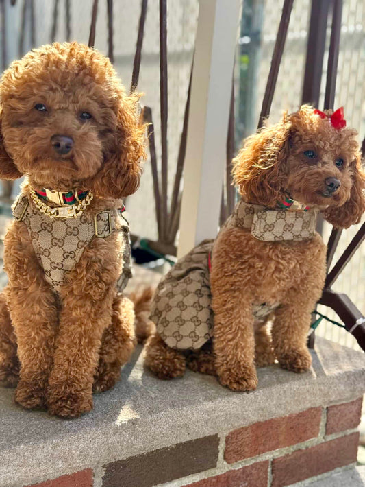 Grrrci Harness Dress