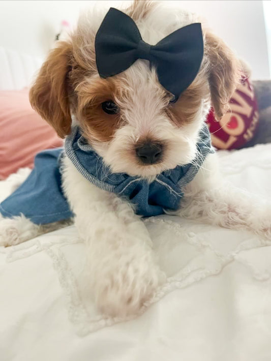 Pawda Denim Dress