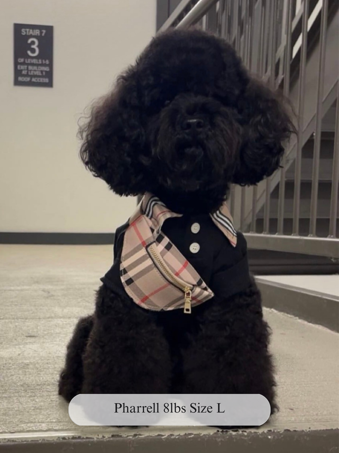 Preppy Pup Collar Top