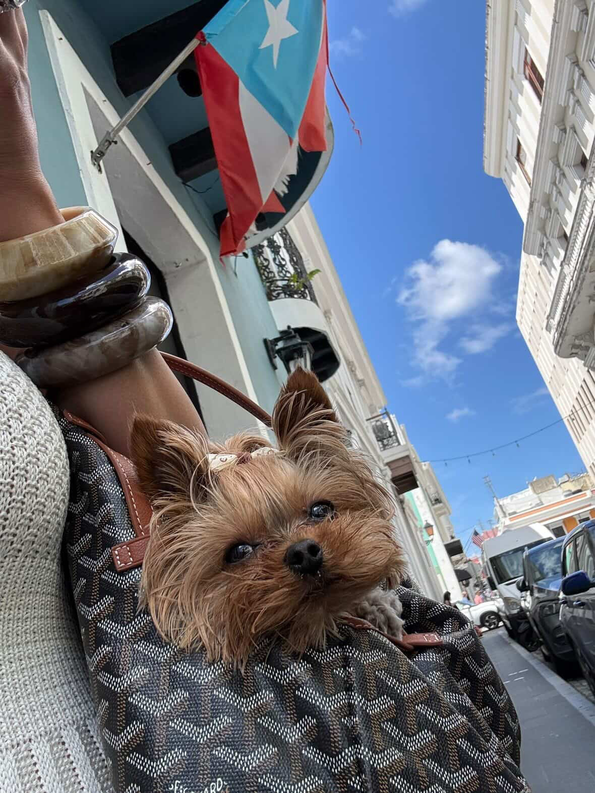 Go Bark Dog Carrier Bag (PreOrder)