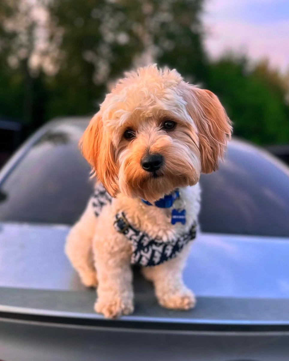 Dogior Fishermens Vest