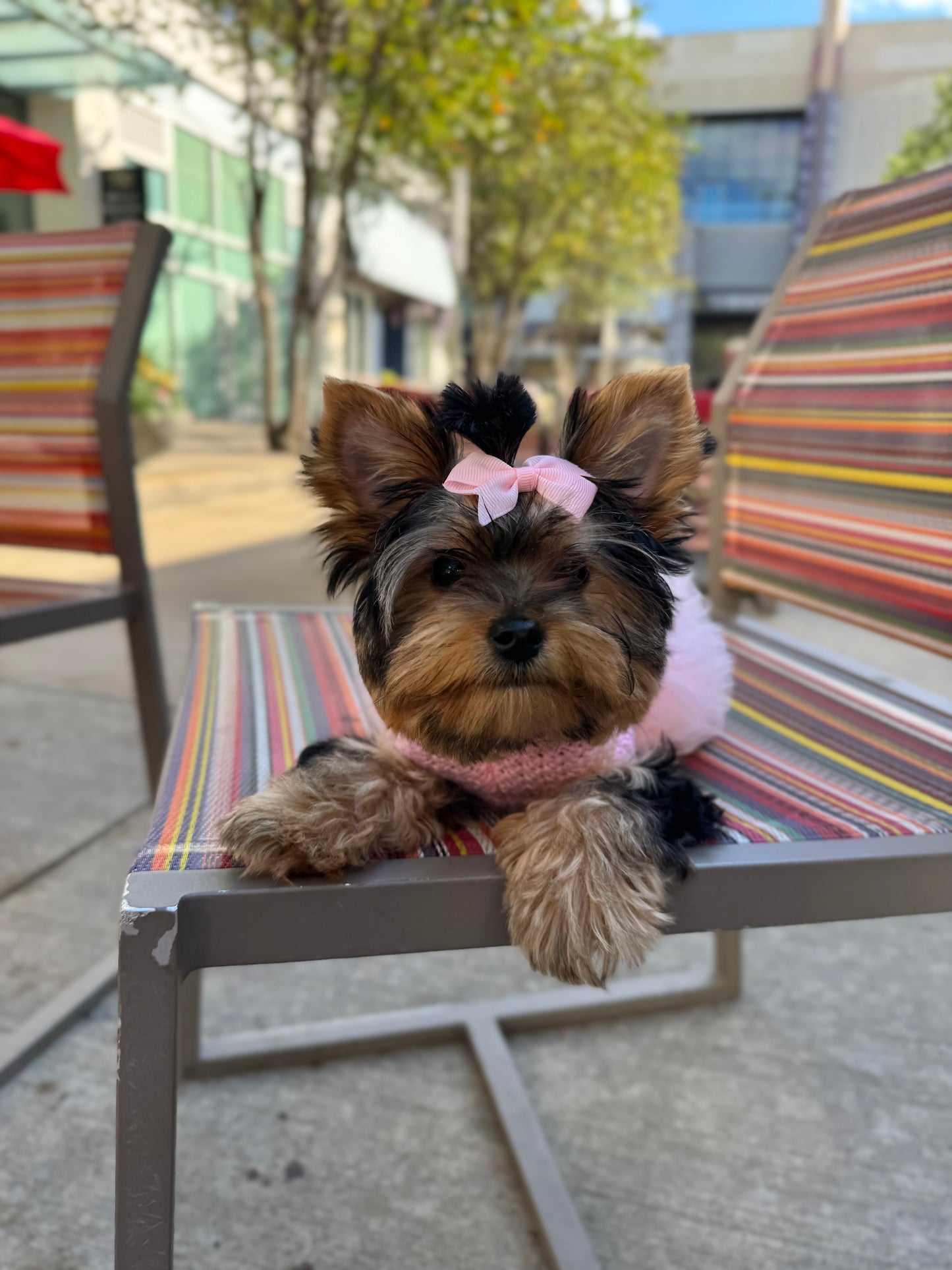 The Camille Cable Knit Dog Dress