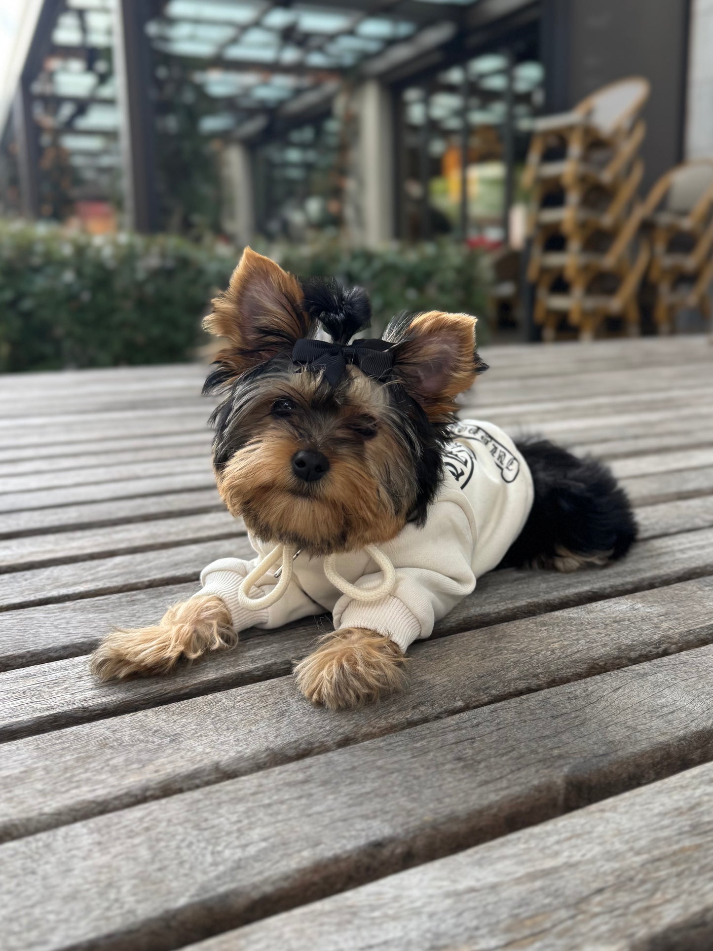 Paws of Hearts Dog Hoodie – Lightweight Everyday Layer