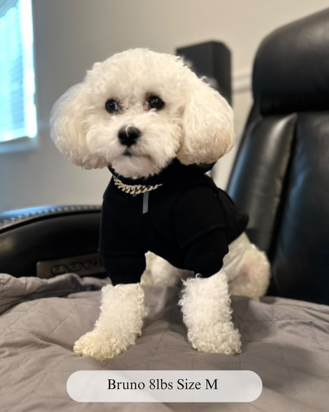Fearless of Dog Hoodie