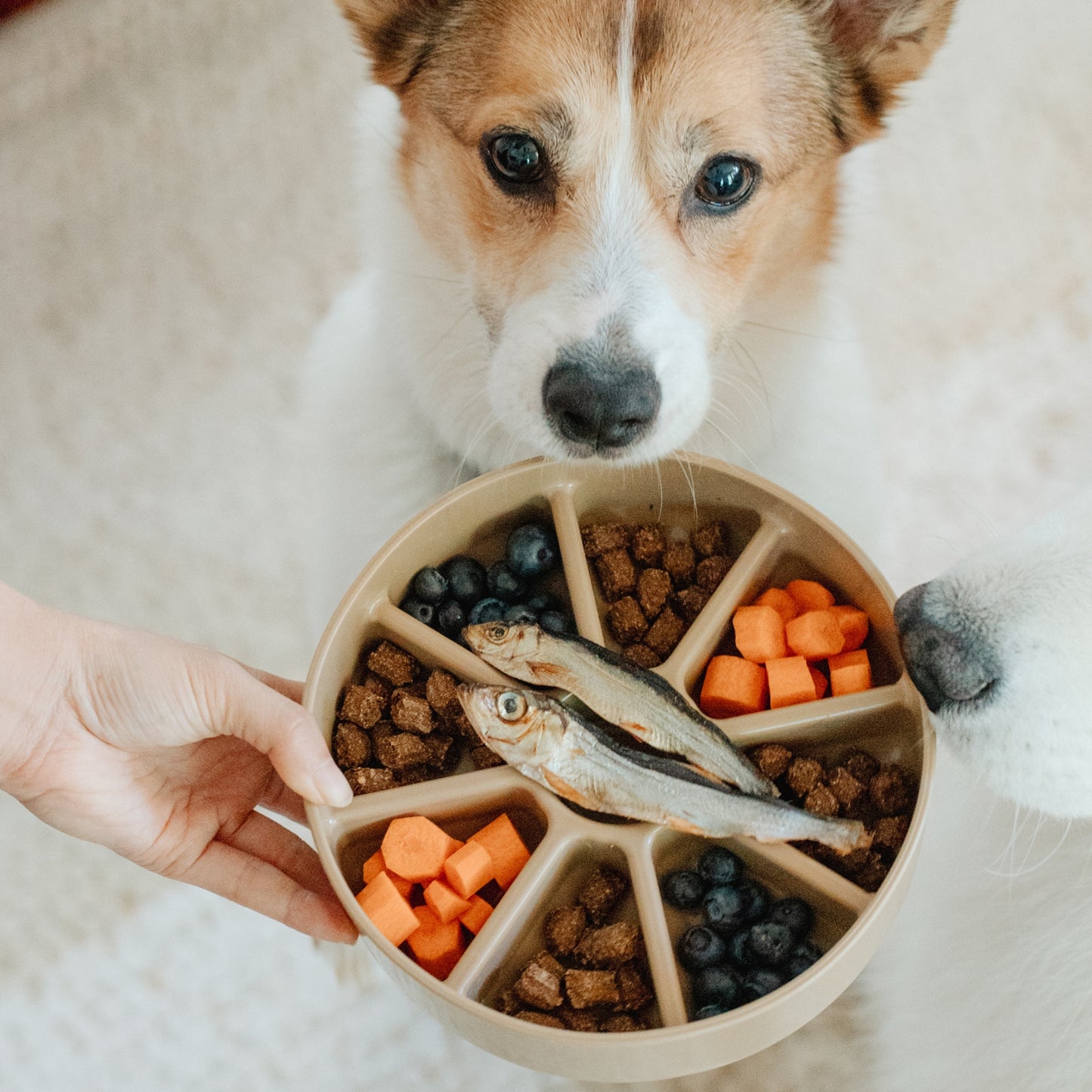 3-in-1 Bento Dog Feeder