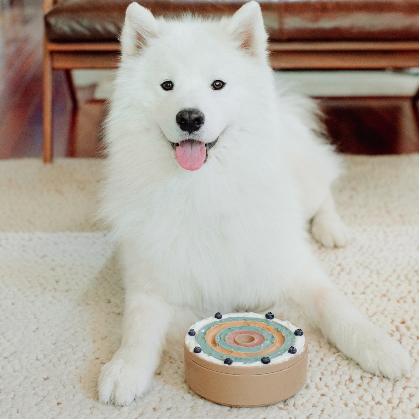 3-in-1 Bento Dog Feeder