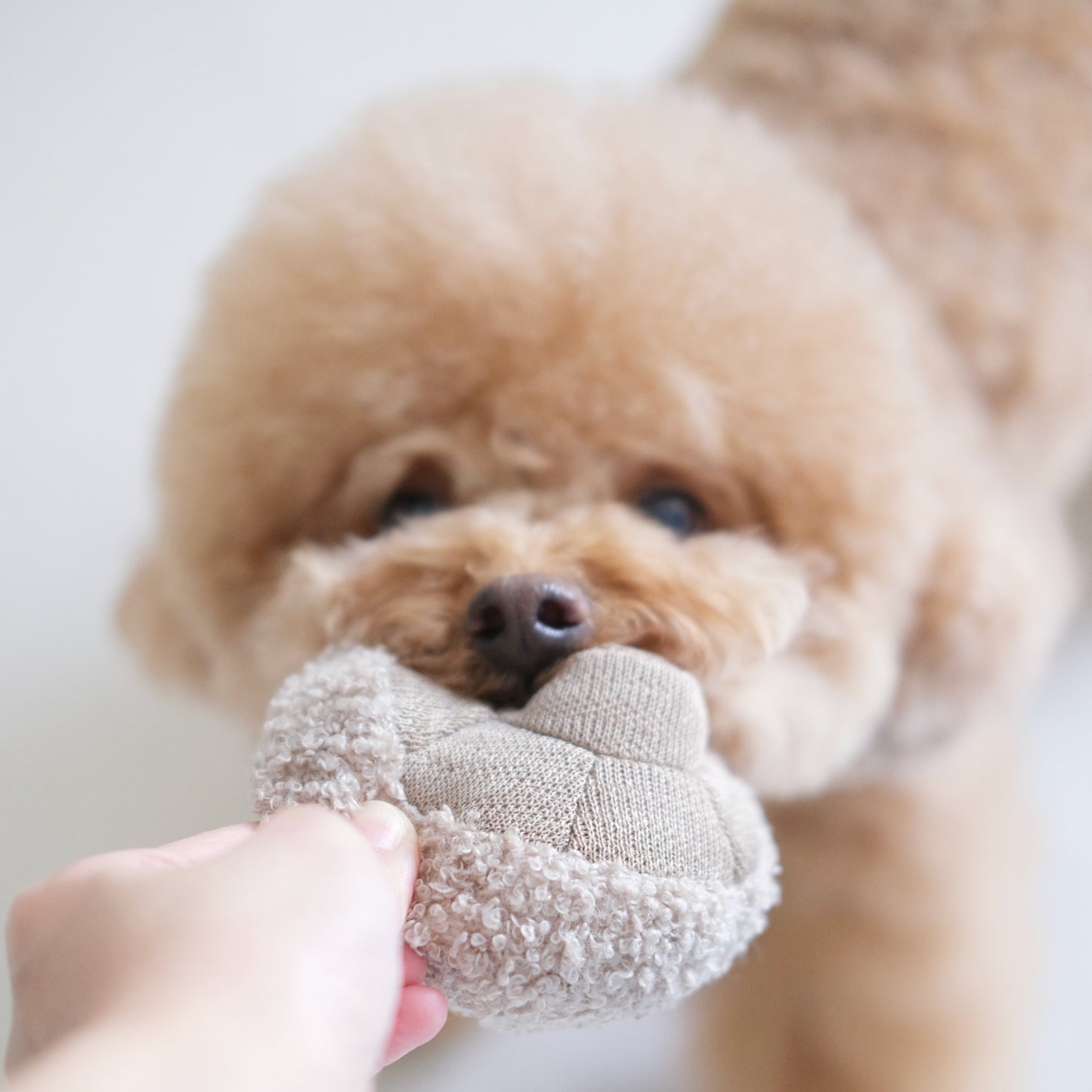 Farmer’s Market Dog Toy Set