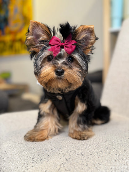 Yorkshire Terrier puppy wearing The Aspen black quilted dog puffer vest with a snap-button front closure, sitting on a cream chair.