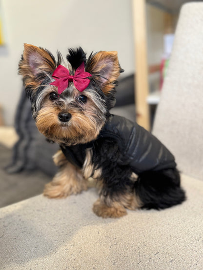 Side view of a small Yorkshire Terrier modeling The Aspen black quilted dog vest, showing its sleeveless fit and puffer-style design.