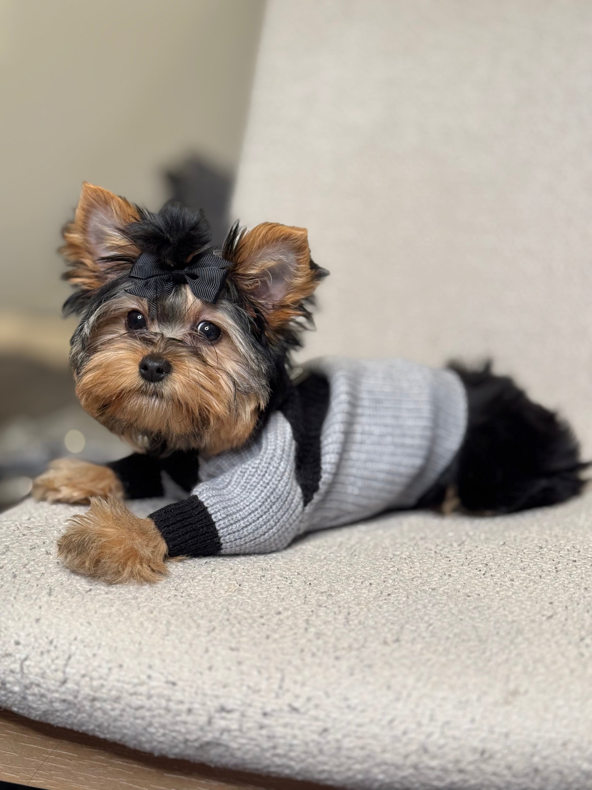 Side view of a Yorkshire Terrier modeling the Milan gray and black knit dog sweater, showing its stretchy ribbed body and contrasting sleeves.
