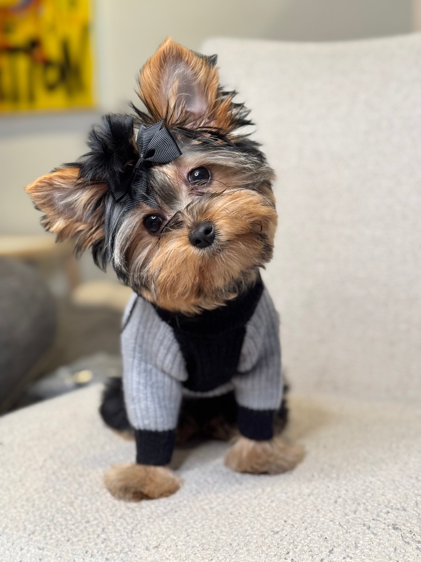 Small Yorkshire Terrier sitting in a gray and black colorblock knit dog sweater featuring a high neck, ribbed sleeves, and black cuffs.