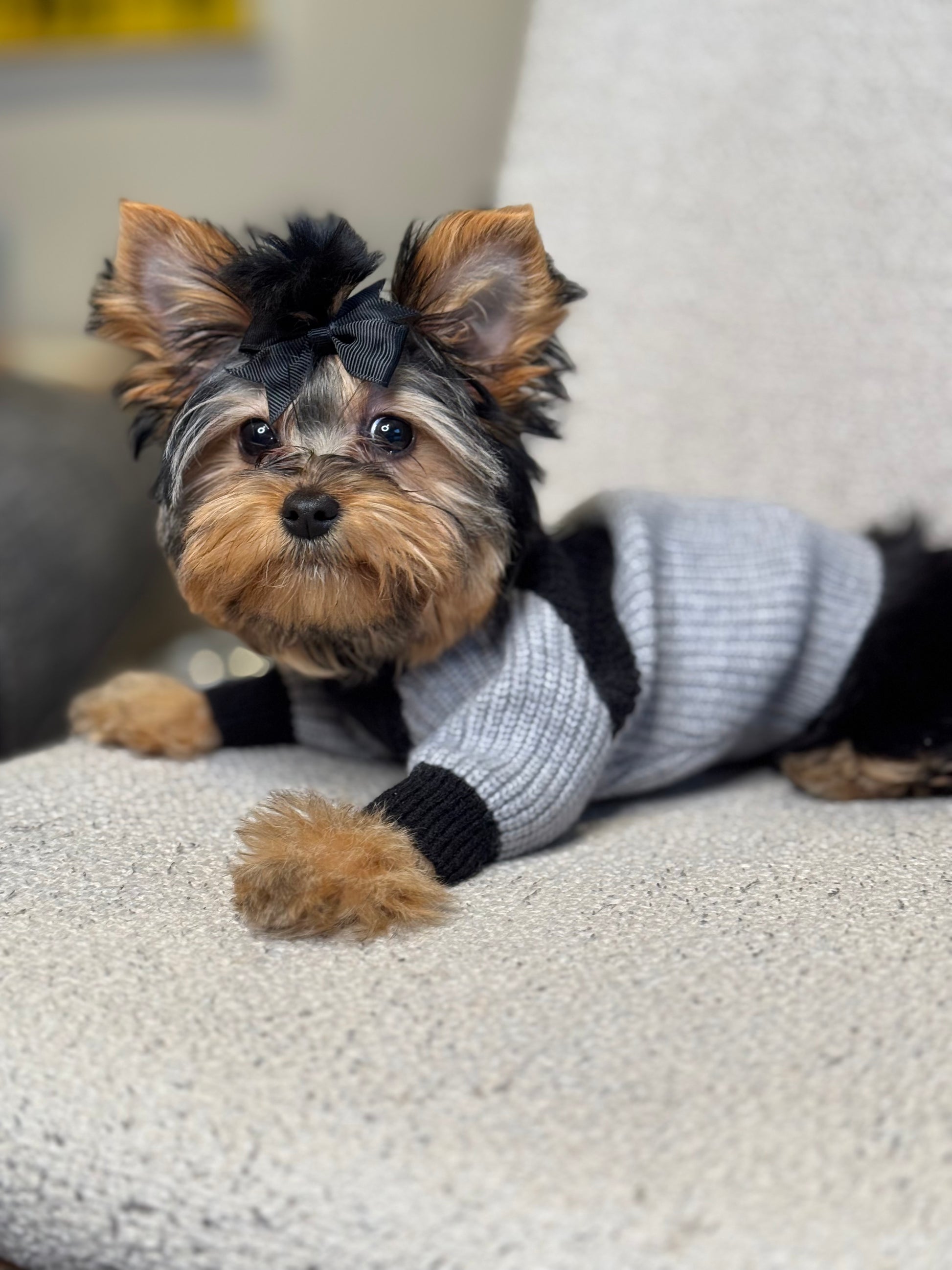 Yorkshire Terrier puppy wearing a gray and black ribbed knit dog sweater with long sleeves and a high neckline, lying on a cream chair.