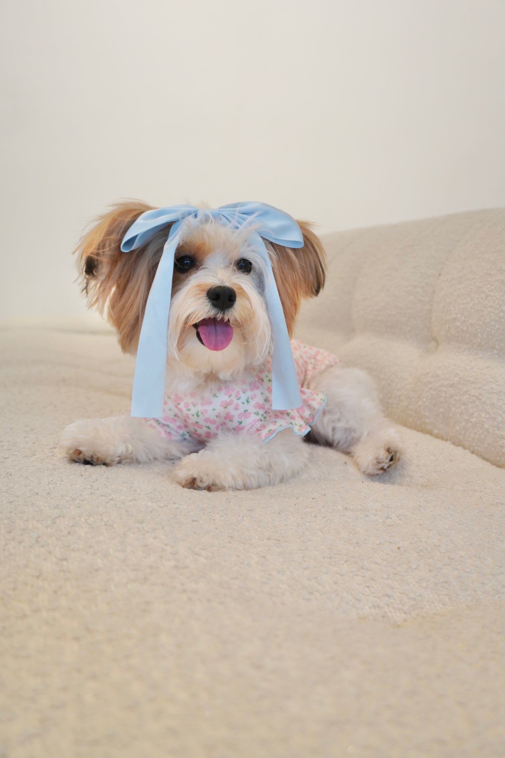 Small dog laying on a cream sofa wearing a pink floral dog top with blue trim and a large blue bow headband