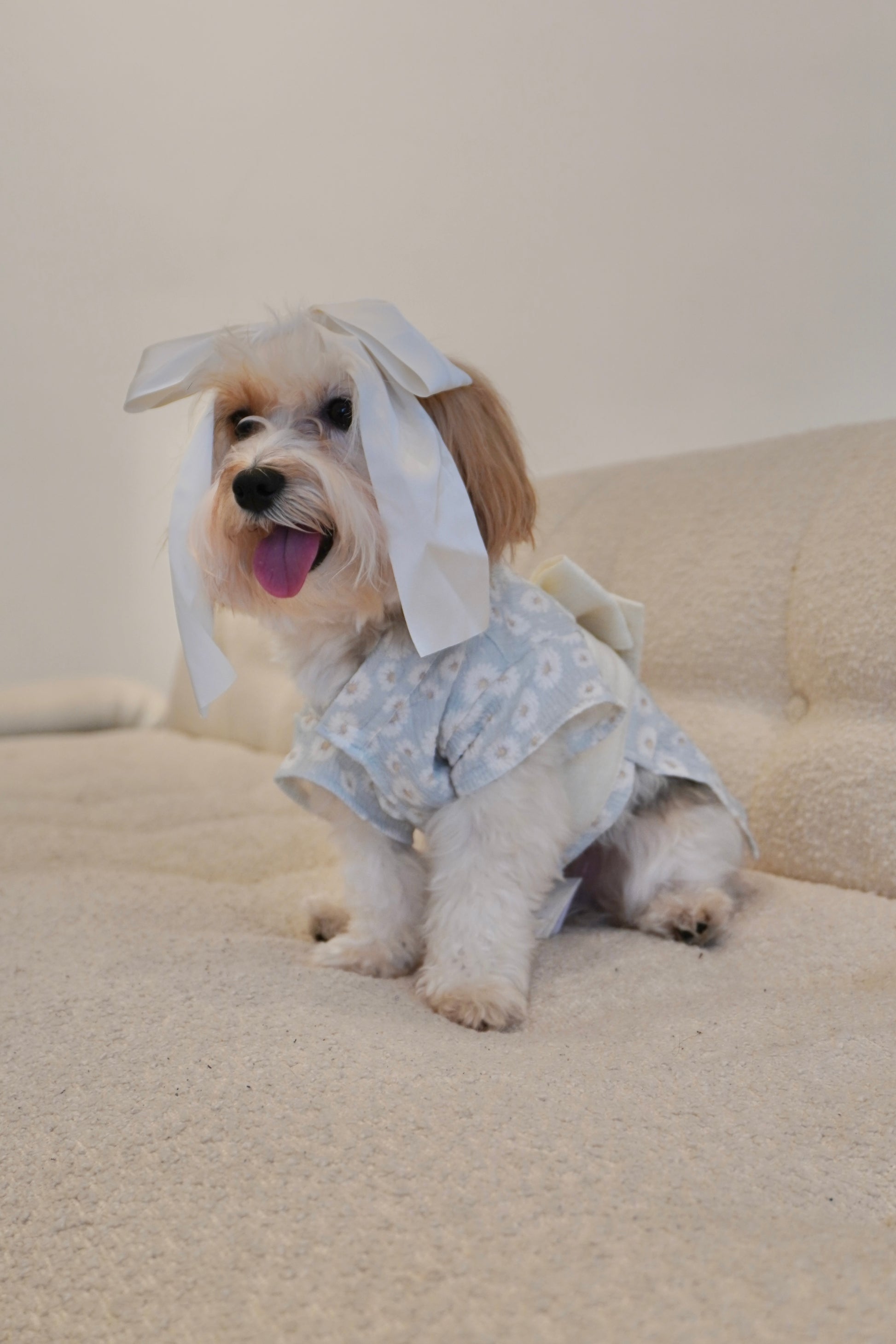 Side angle of small dog in spring floral dress for dogs, featuring soft fabric and satin bow