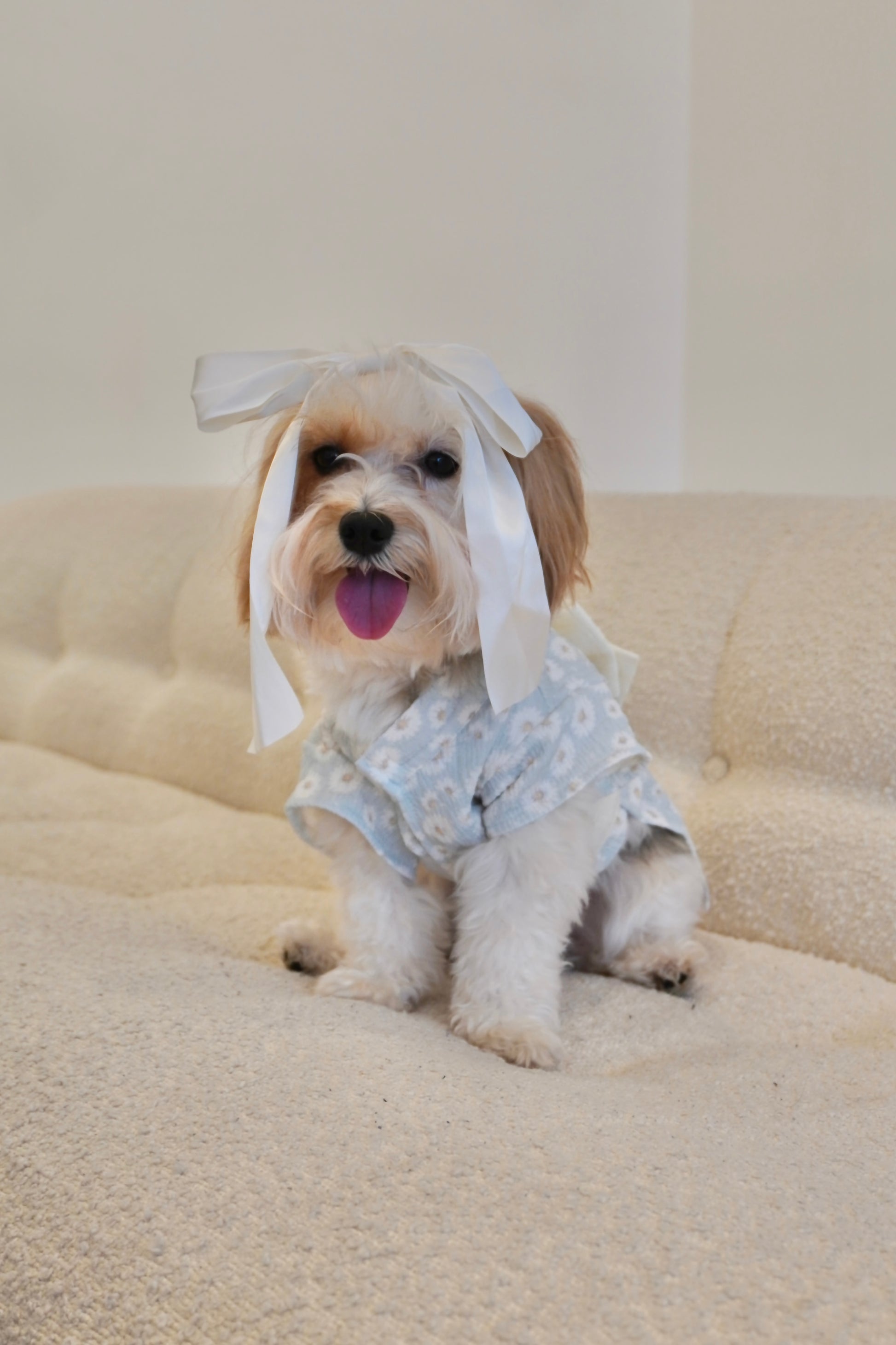 Small dog modeling pastel blue floral dress for dogs, styled with satin head bow