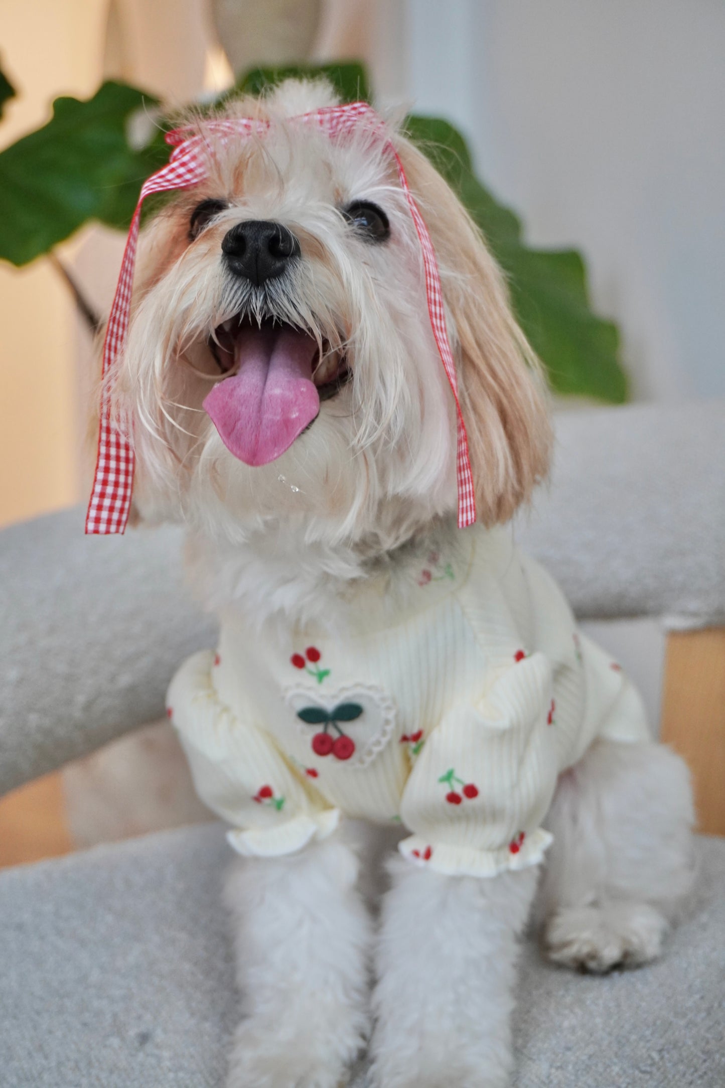 Close-up of happy small dog with tongue out, wearing a cream ribbed cherry print dog top with puff sleeves and red gingham bow.