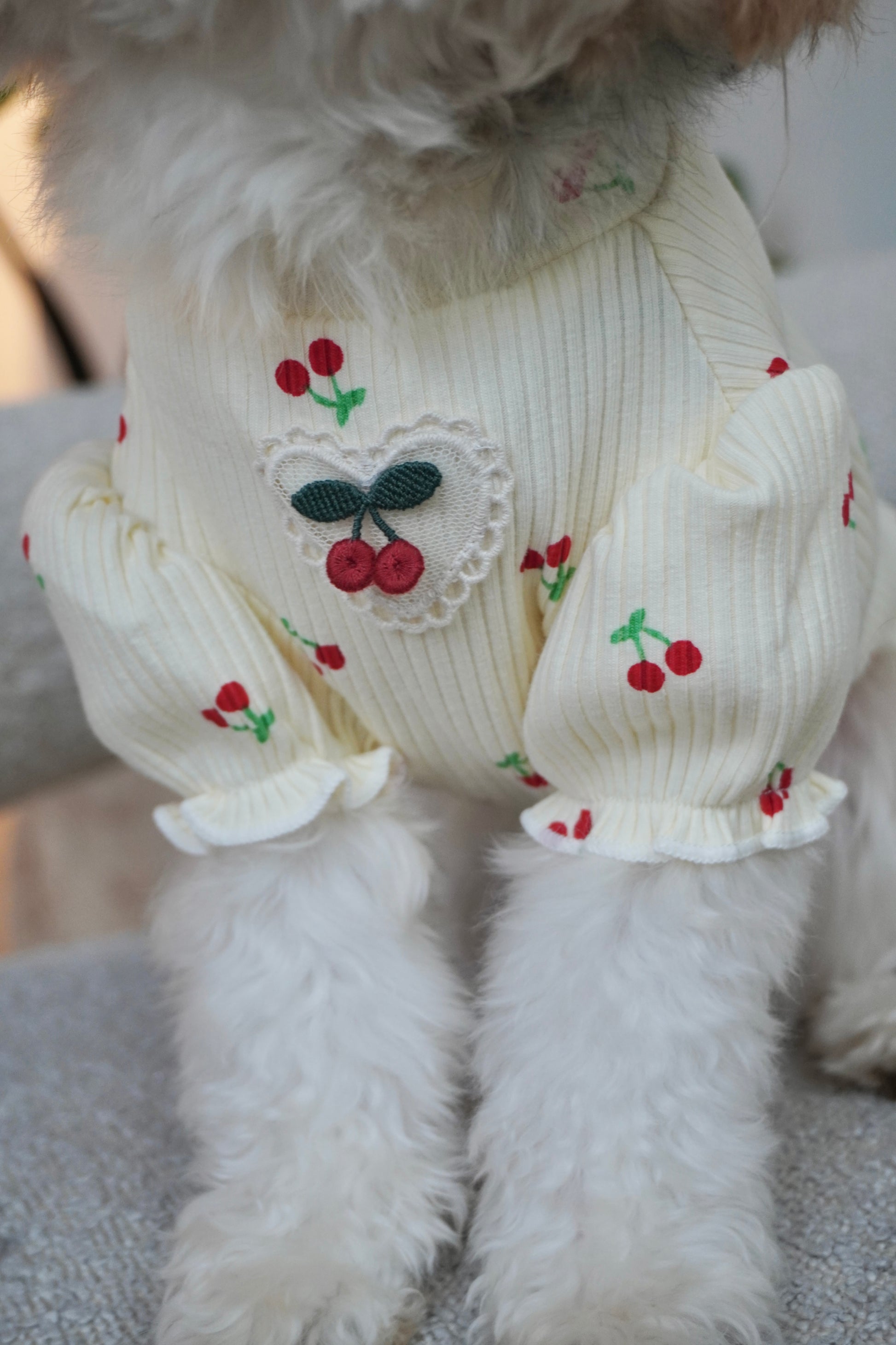 Close-up of cherry-embroidered cream ribbed dog top with heart-shaped patch and ruffled puff sleeves on fluffy white dog.
