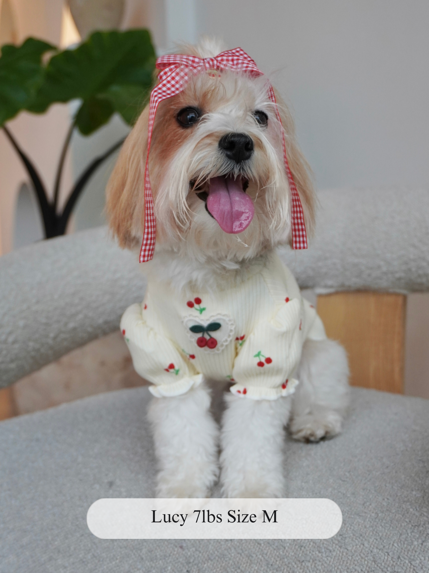 Happy small dog sitting on a boucle chair, wearing a cream ribbed dog top with cherry print, puff sleeves, and embroidered cherry patch on the chest, styled with a red gingham bow.