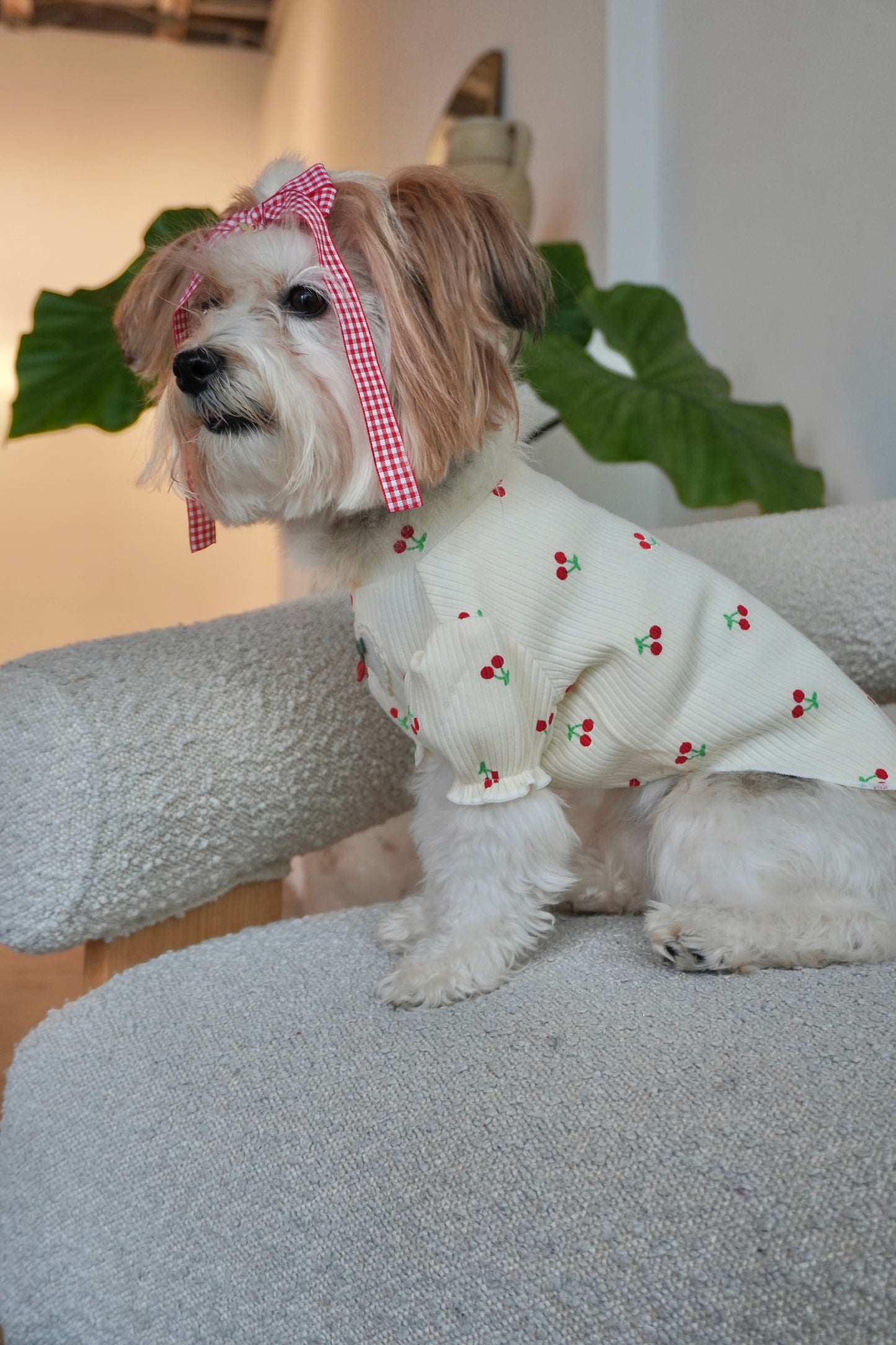 Side view of a small dog wearing a cream ribbed dog top with cherry print and puff sleeves, styled with a red gingham hair bow.