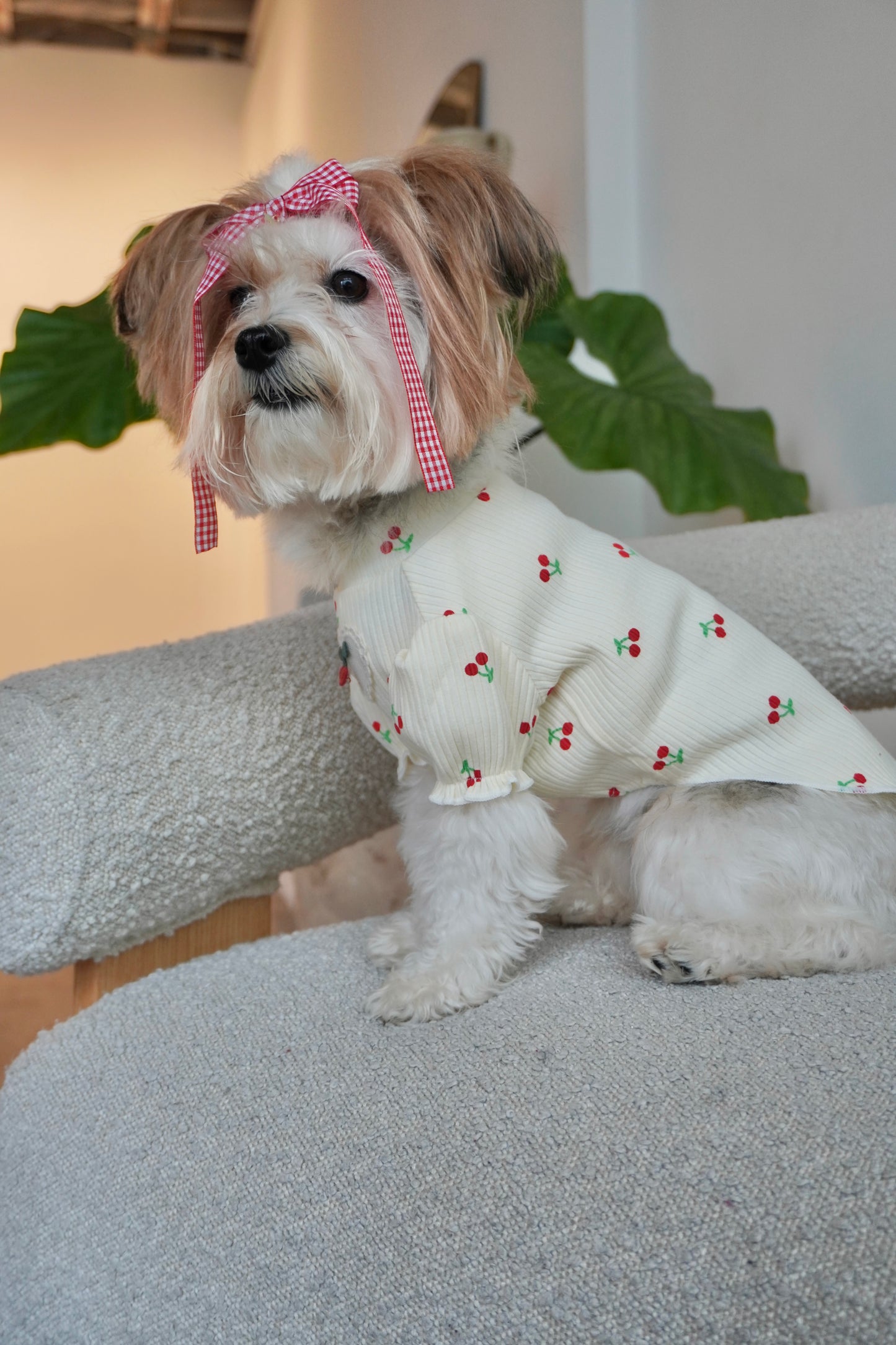 Small dog wearing a cream ribbed top with cherry print and puff sleeves, styled with a red gingham bow, sitting on a boucle chair.