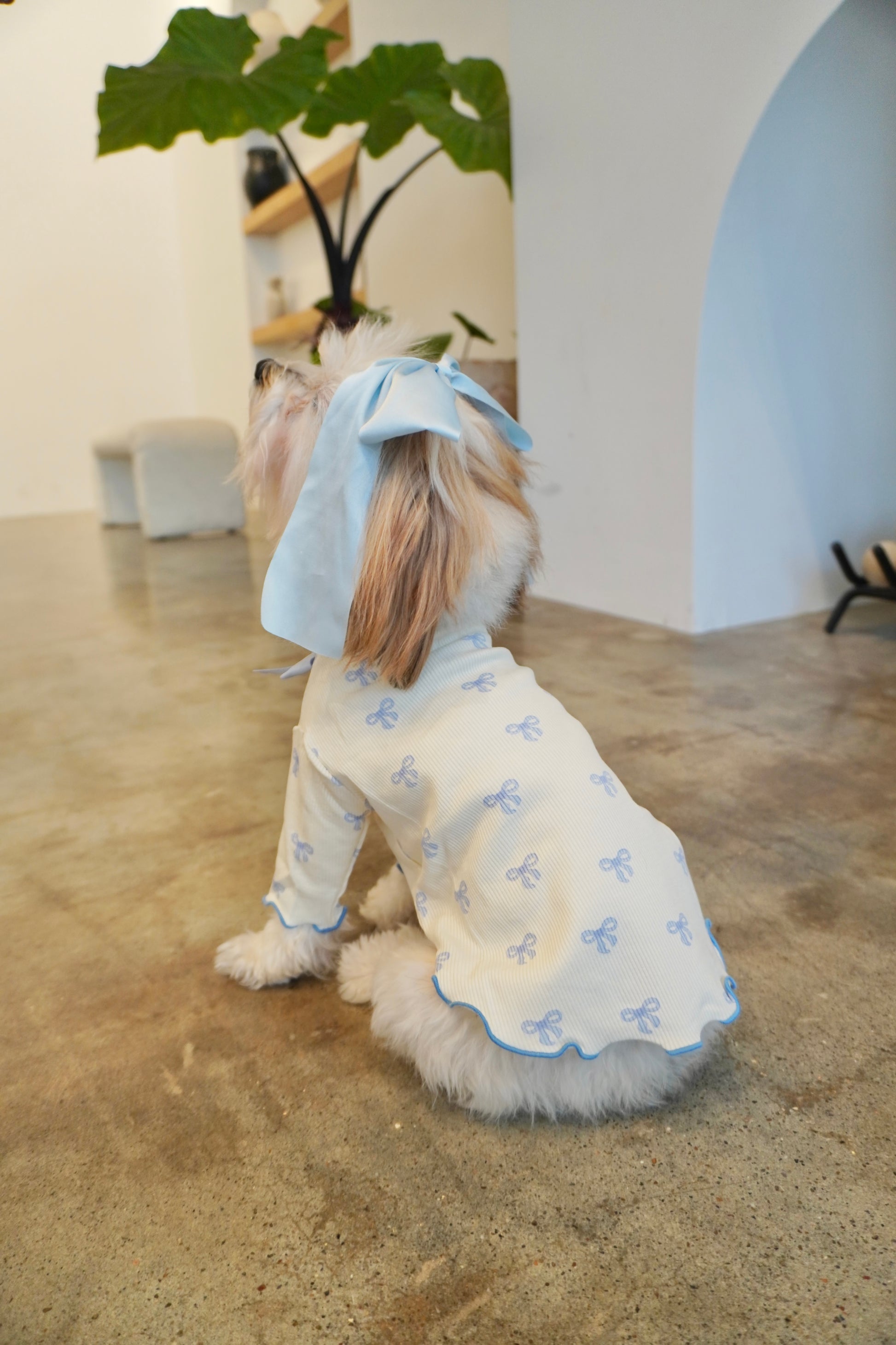 Back view of small dog wearing cream ribbed dog top with blue bow print and scalloped ruffle hem, styled with large satin blue bow on head.