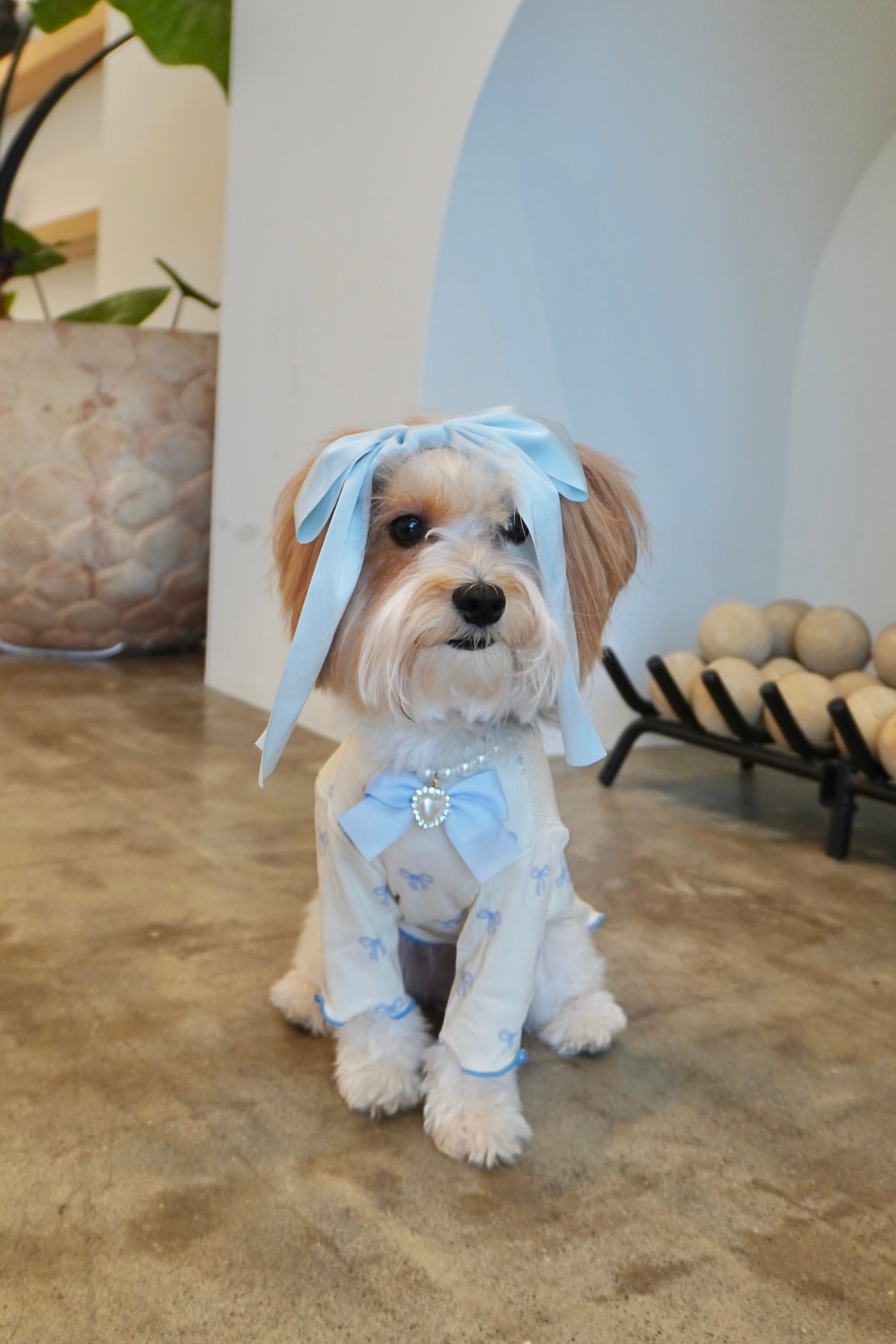 Small dog wearing a cream ribbed dog top with baby blue bow print, satin bow on chest, and pearl heart charm necklace. Styled with long blue satin hair ribbons, seated indoors.