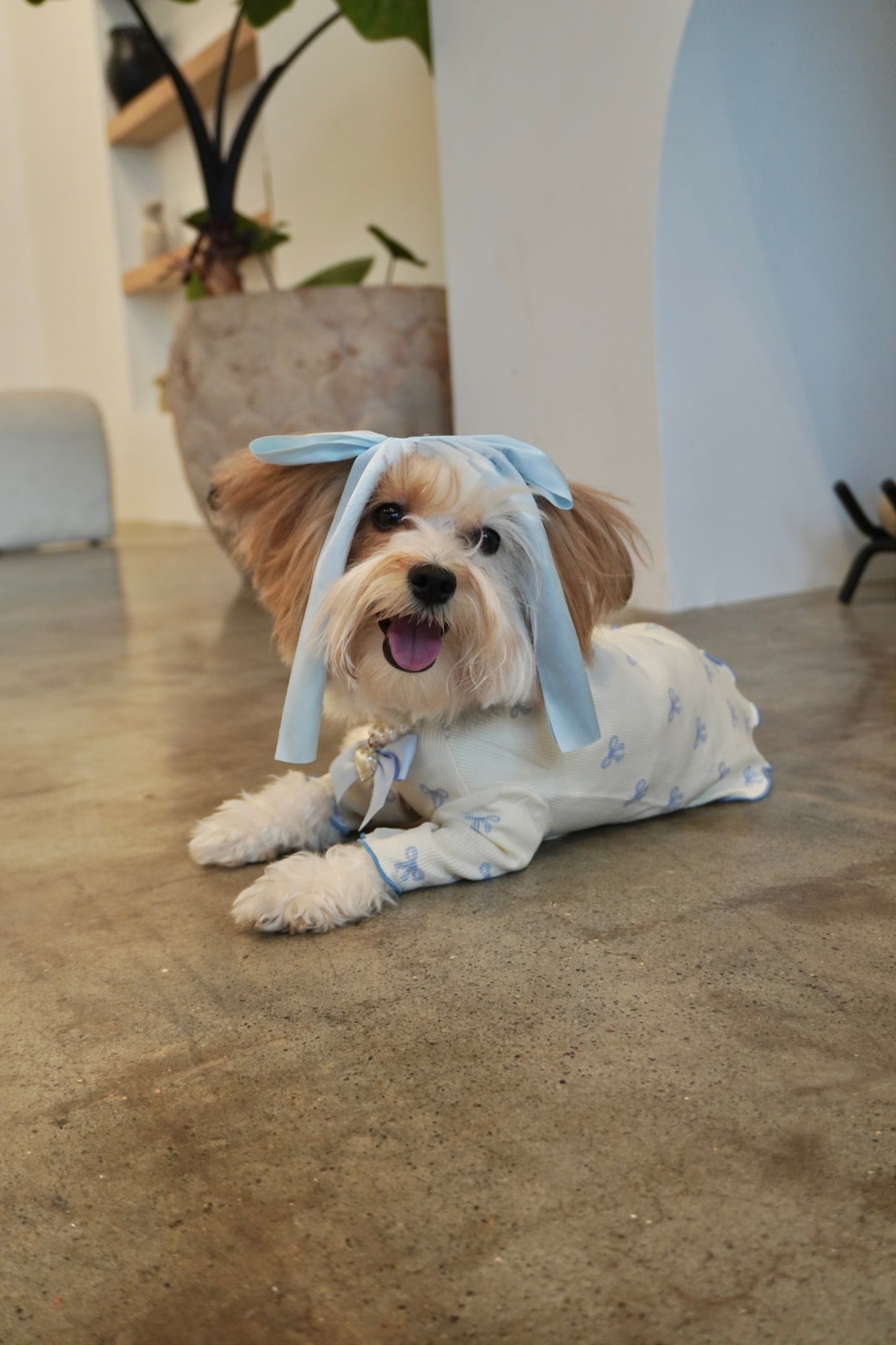 Small dog laying on concrete floor wearing a cream ribbed dog top with light blue bow print and scalloped trim, styled with pearl heart necklace and long blue satin bow.