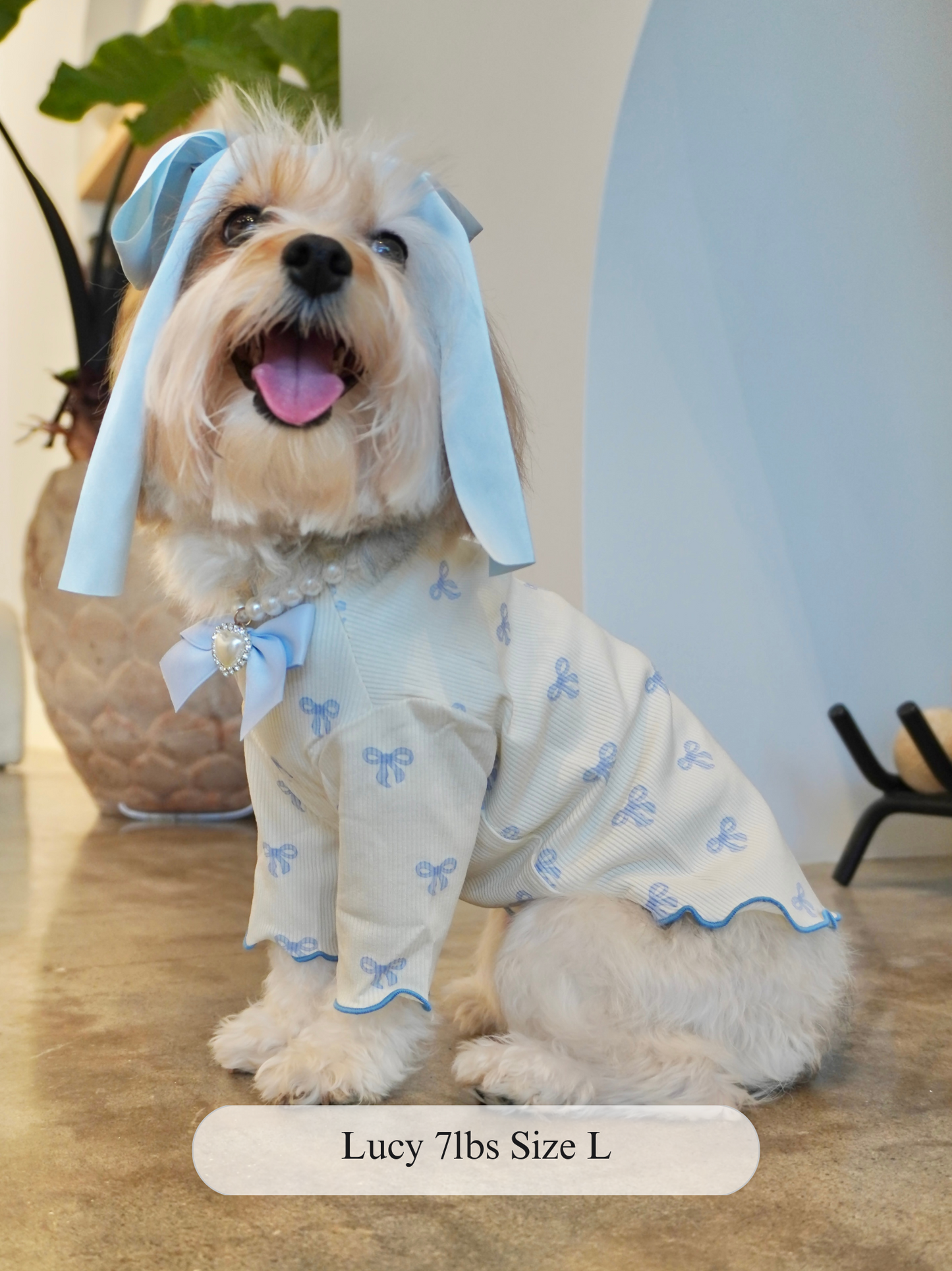 Small dog named Lucy wearing a cream ribbed dog top with blue bow print, scalloped ruffle hem, and blue satin bow. Styled with pearl collar and long blue hair ribbons. Size large.