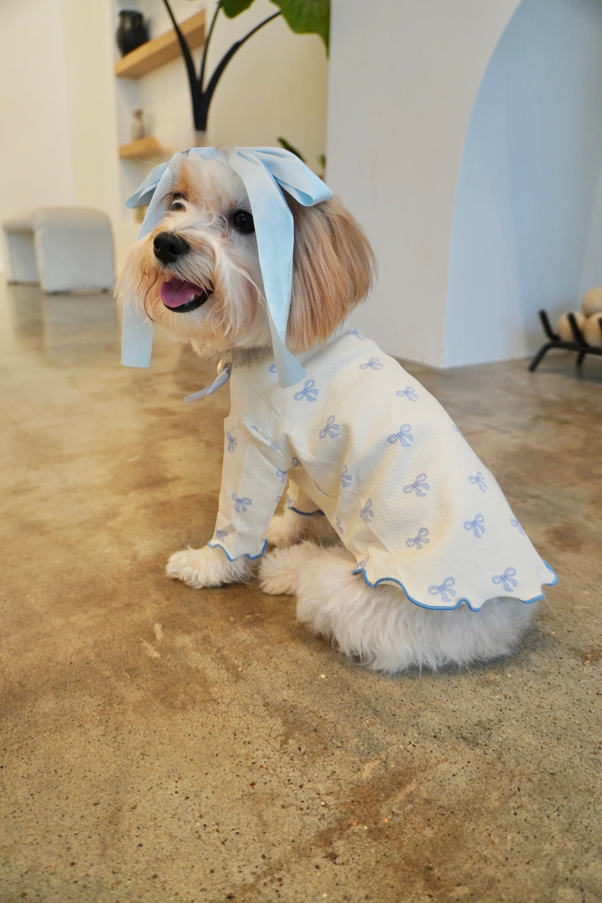 Side view of small dog wearing a cream ribbed dog top with light blue bow print and scalloped ruffle hem, styled with long blue satin bow on head. Sitting on concrete floor.
