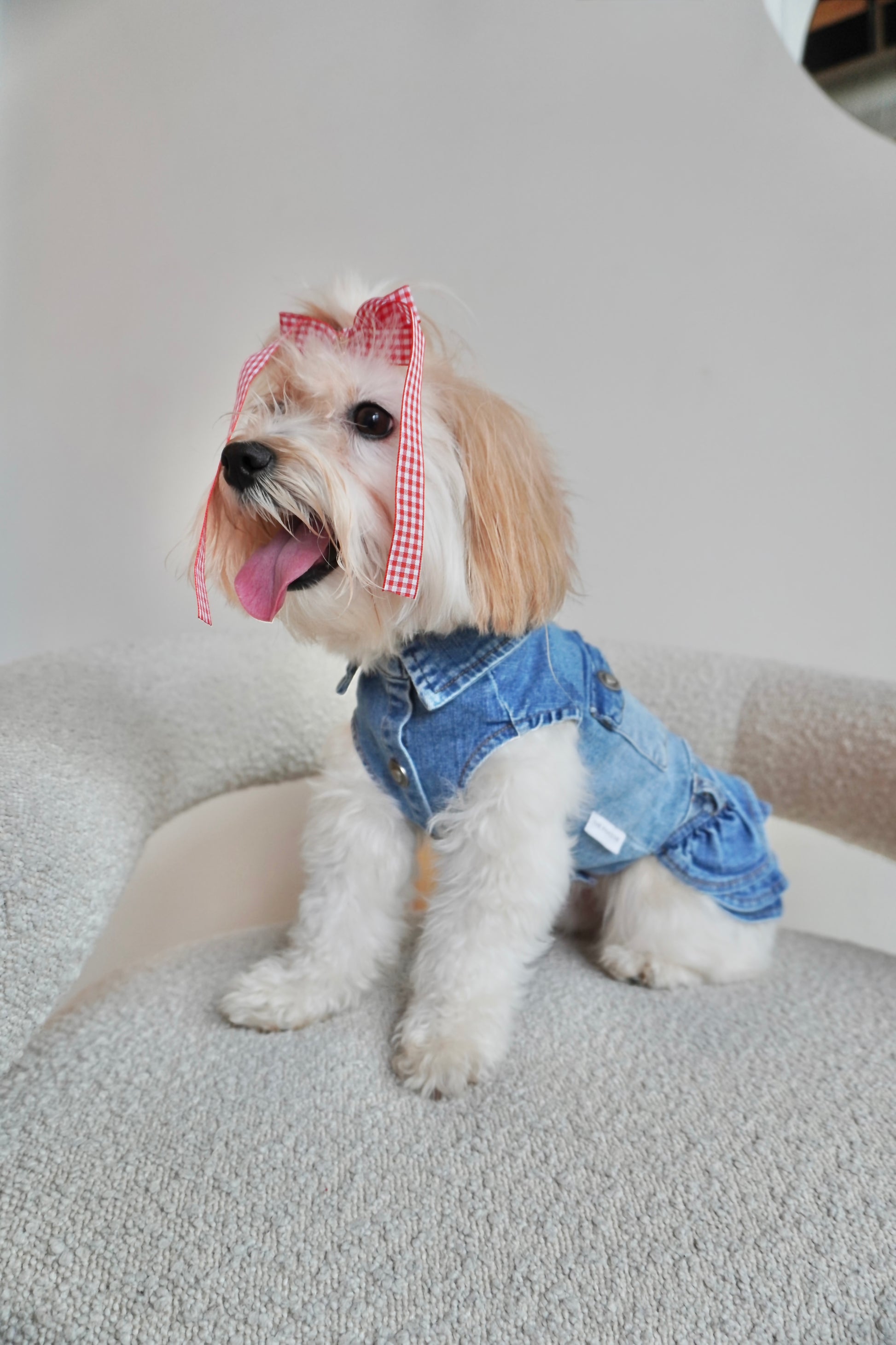 Small dog sitting on boucle chair, wearing a stretchy denim dog dress with front button closure, chest pockets, and a ruffled skirt. Side angle view.