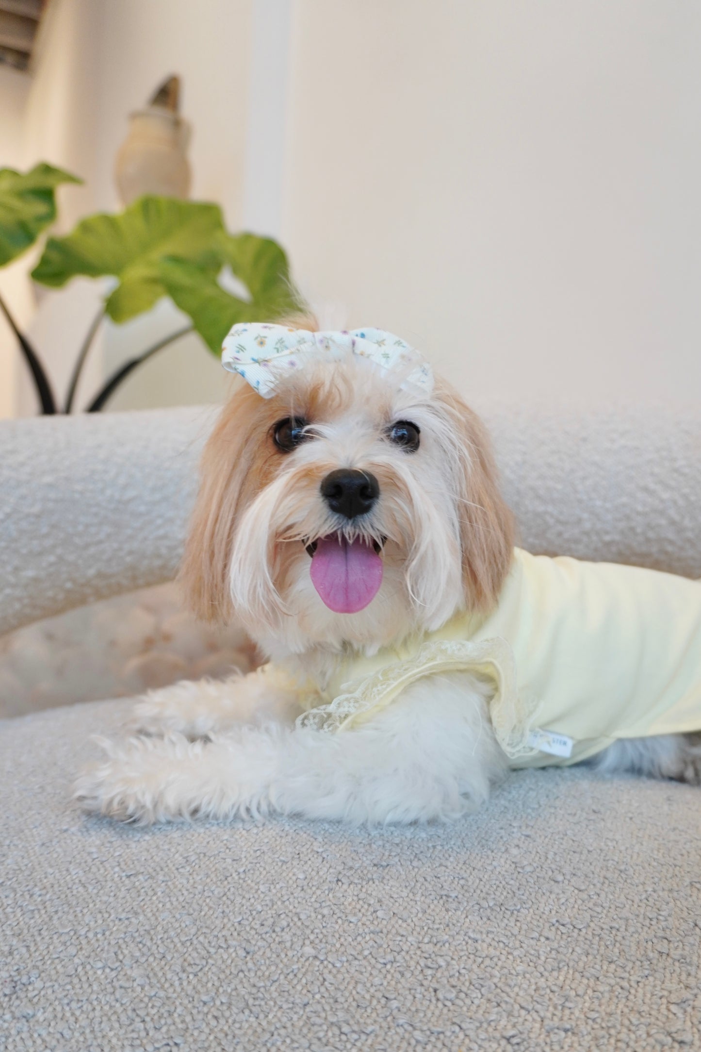 Close-up of small dog laying down in a soft yellow lace-trimmed dog top with floral bow, smiling with tongue out on a boucle chair.
