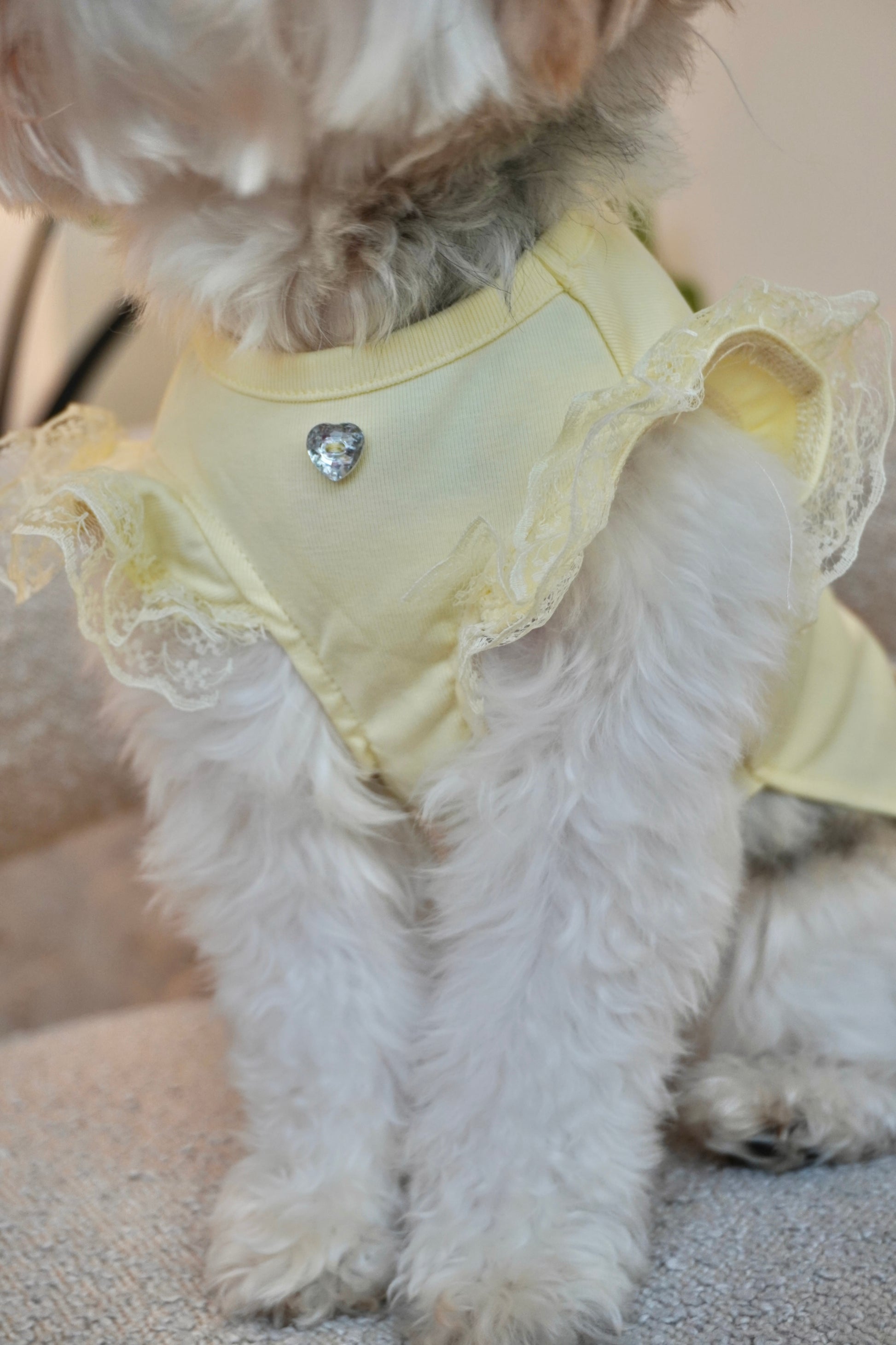 Close-up of yellow dog top with lace-trimmed ruffle sleeves and heart-shaped rhinestone charm at the collar, worn by a fluffy small dog.