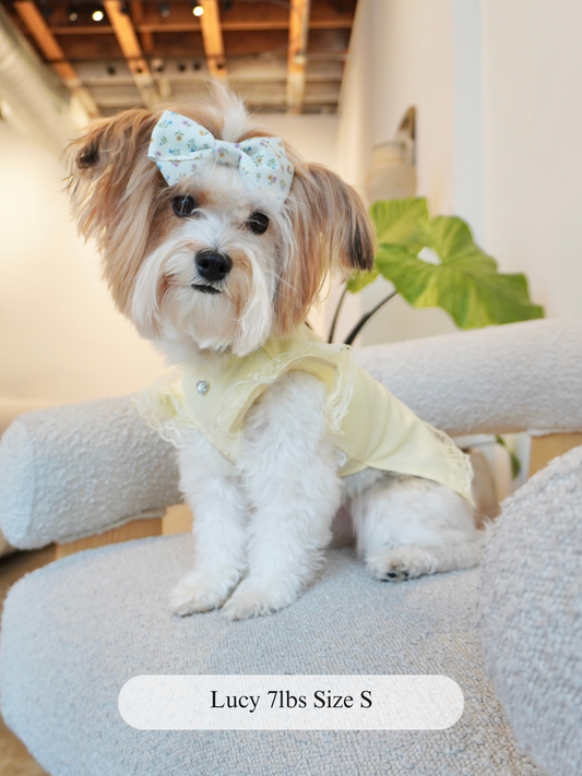 Small dog named Lucy wearing a soft yellow lace-trimmed dog top with pearl button detail, sitting on a boucle chair and styled with a floral bow. Size small.