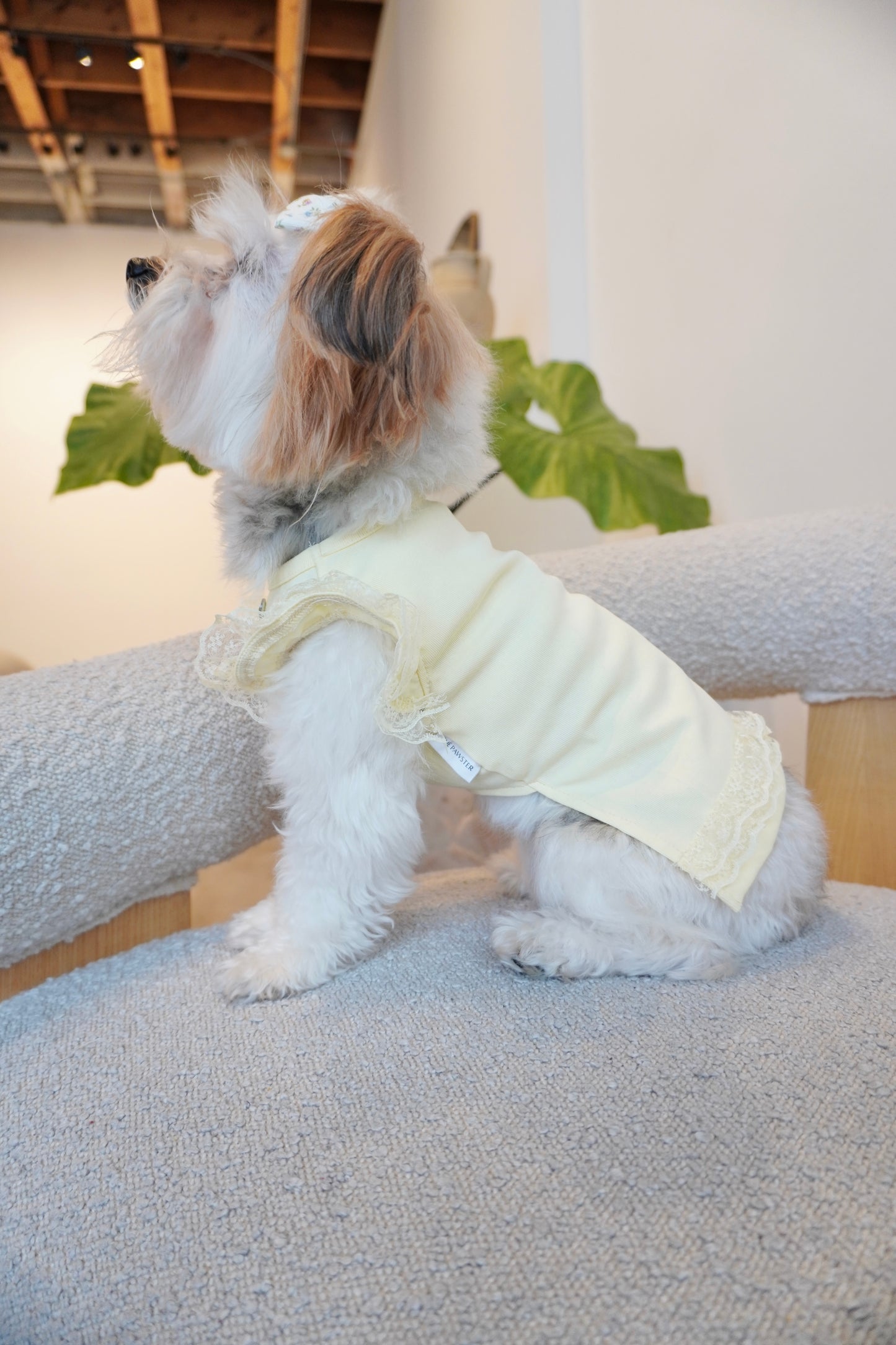 Side profile of small dog sitting on boucle chair wearing a pale yellow dog top with lace trim on the sleeves and hem. The top is fitted and delicate with a feminine touch.