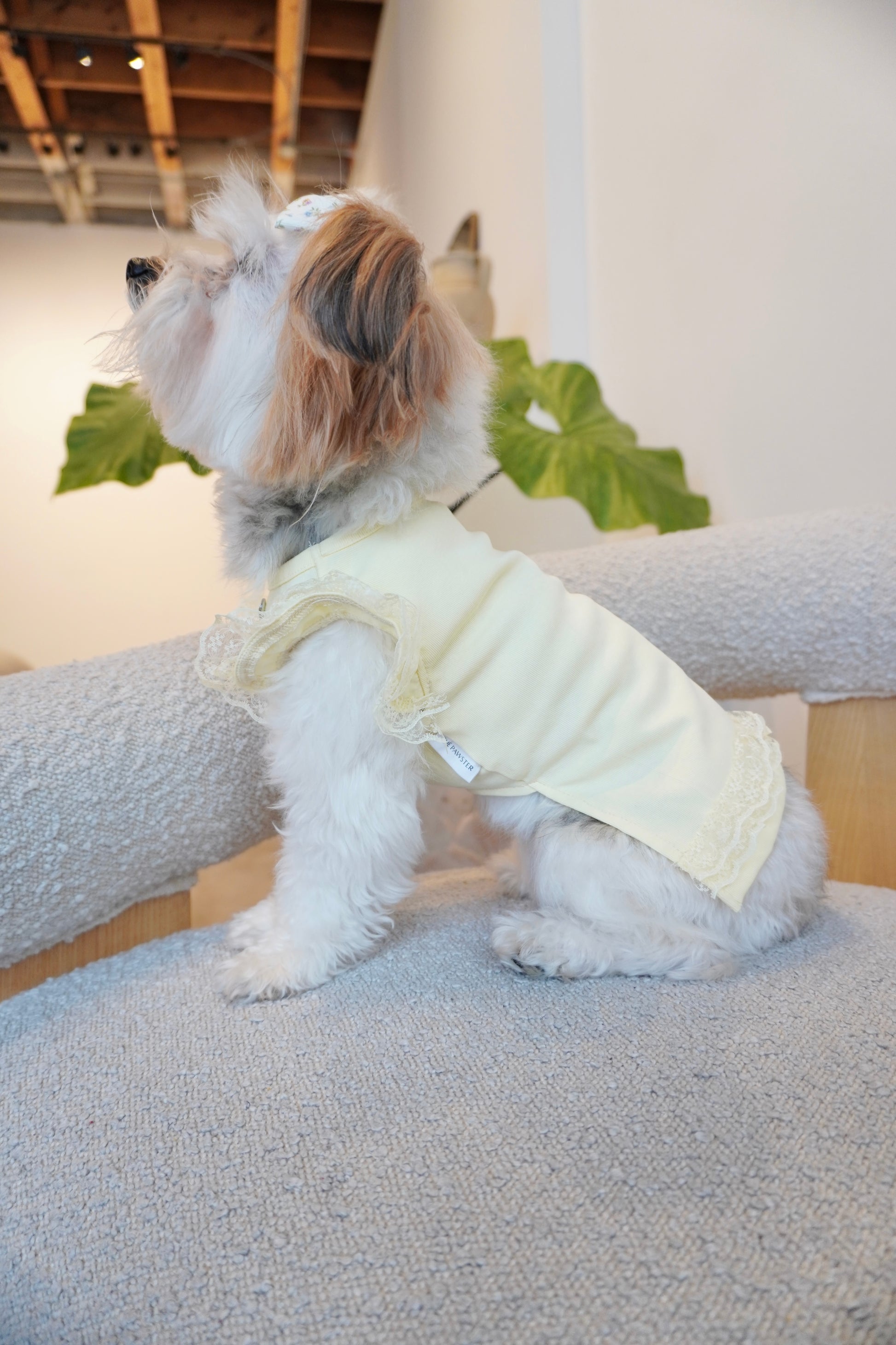 Side profile of small dog sitting on boucle chair wearing a pale yellow dog top with lace trim on the sleeves and hem. The top is fitted and delicate with a feminine touch.