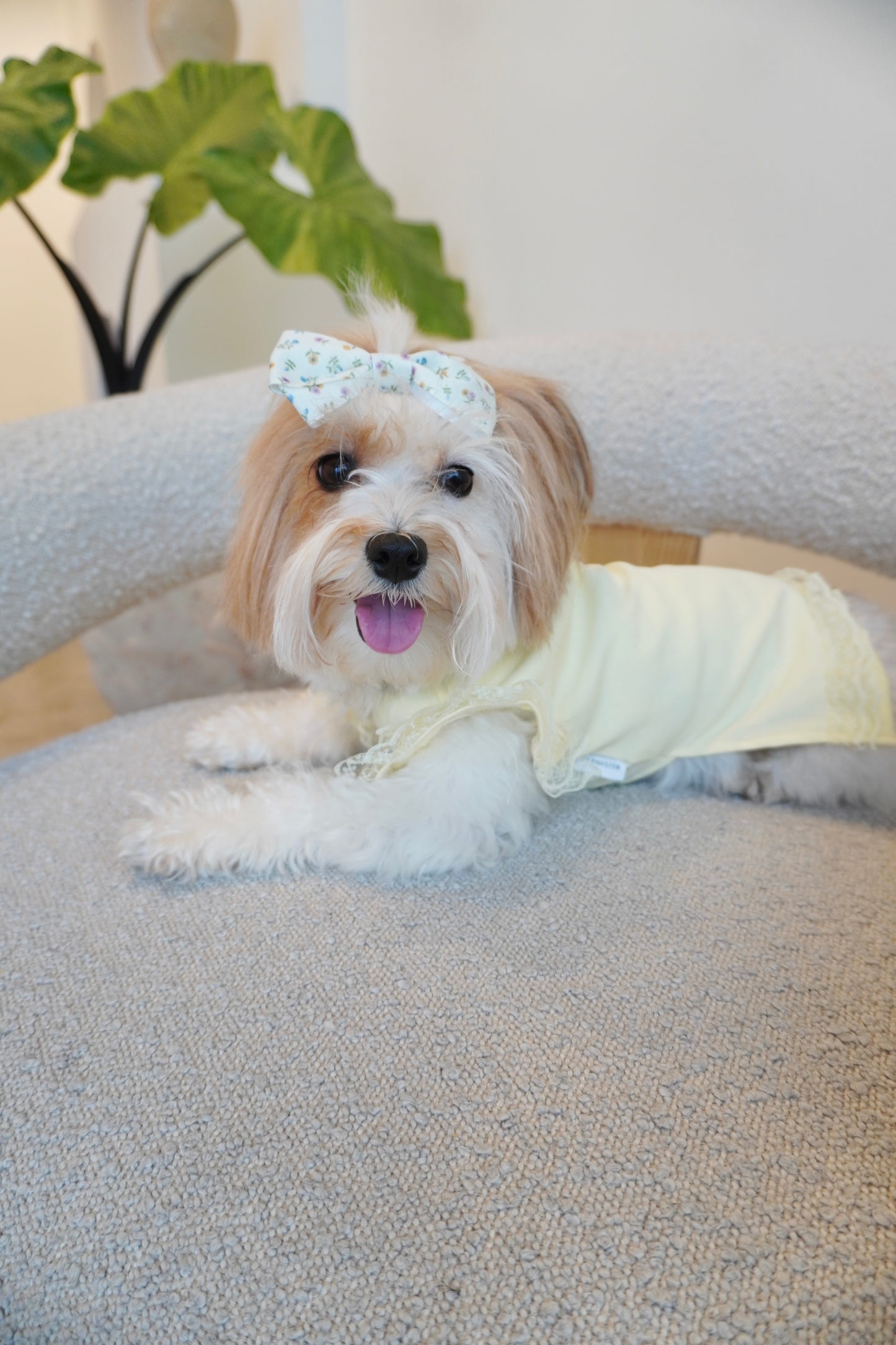 Small dog laying on boucle chair, wearing a soft yellow lace-trimmed dog top with delicate ruffle sleeves and floral head bow.