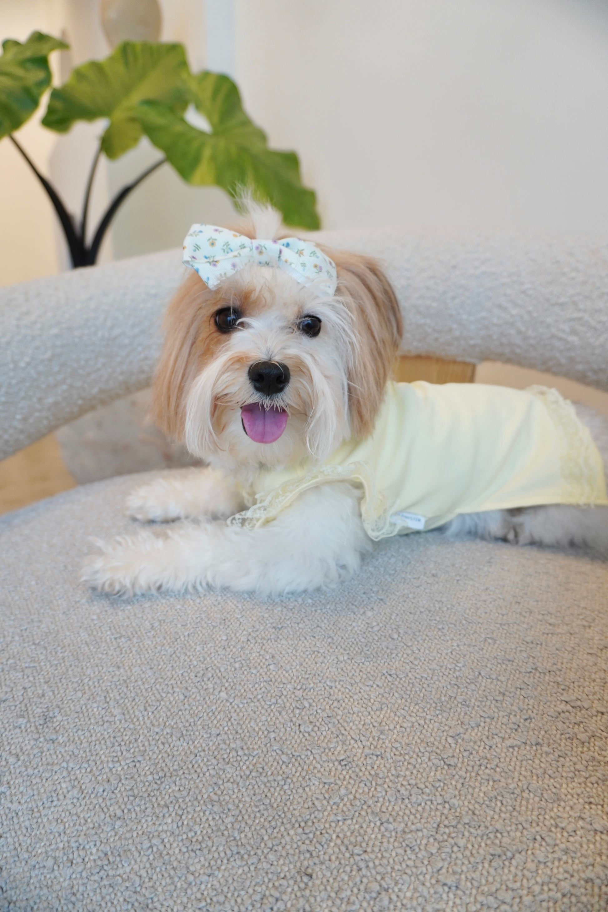 Small dog laying on boucle chair, wearing a soft yellow lace-trimmed dog top with delicate ruffle sleeves and floral head bow.