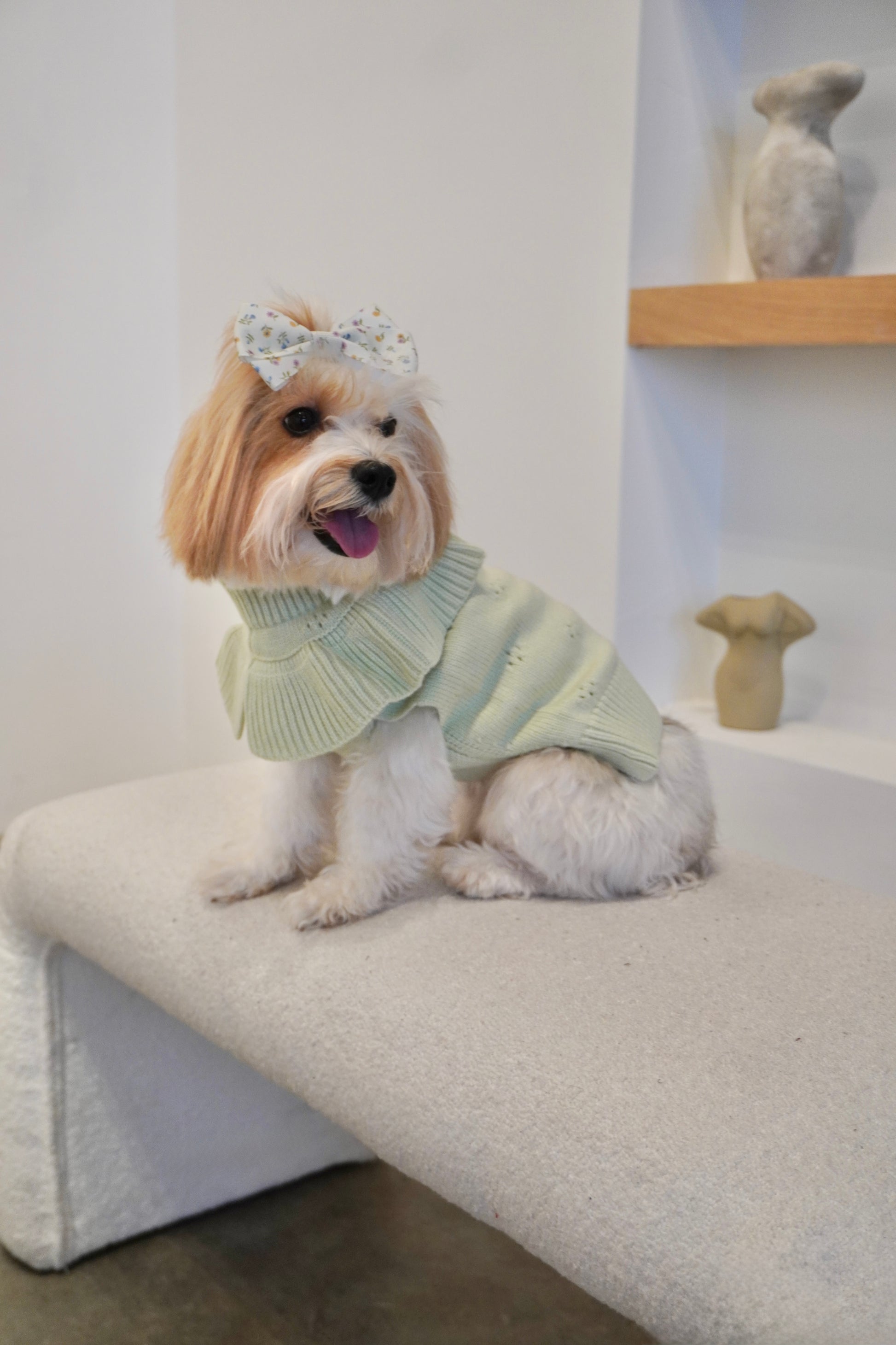 Small dog wearing a sage green ruffle knit dog sweater with delicate eyelet knit, sitting on a cream bench with a floral bow. Styled in a cozy, minimal space.