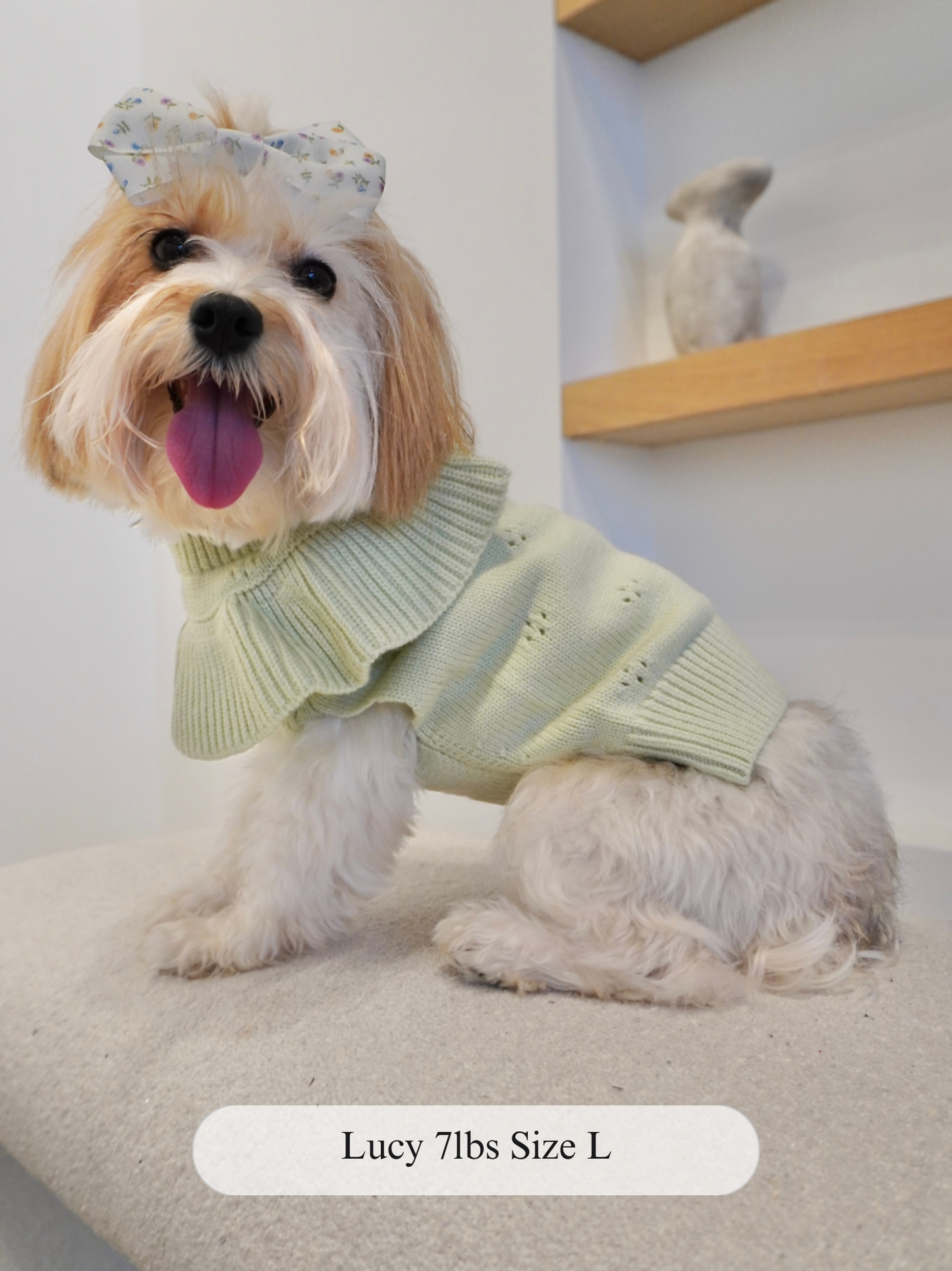 Small dog named Lucy wearing a light sage green lux knit dog sweater with delicate pointelle holes and ruffled collar. Pictured in size large with floral bow.