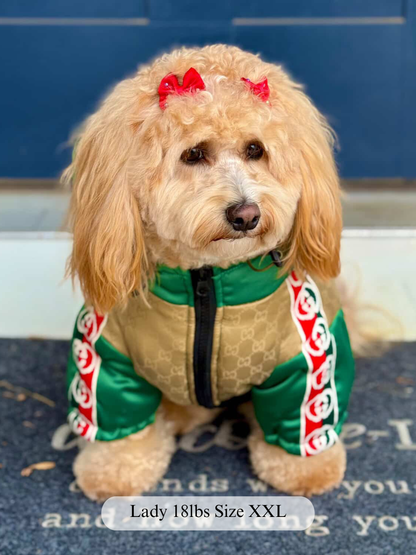 a dog wearing our Grrrci bomber jacket